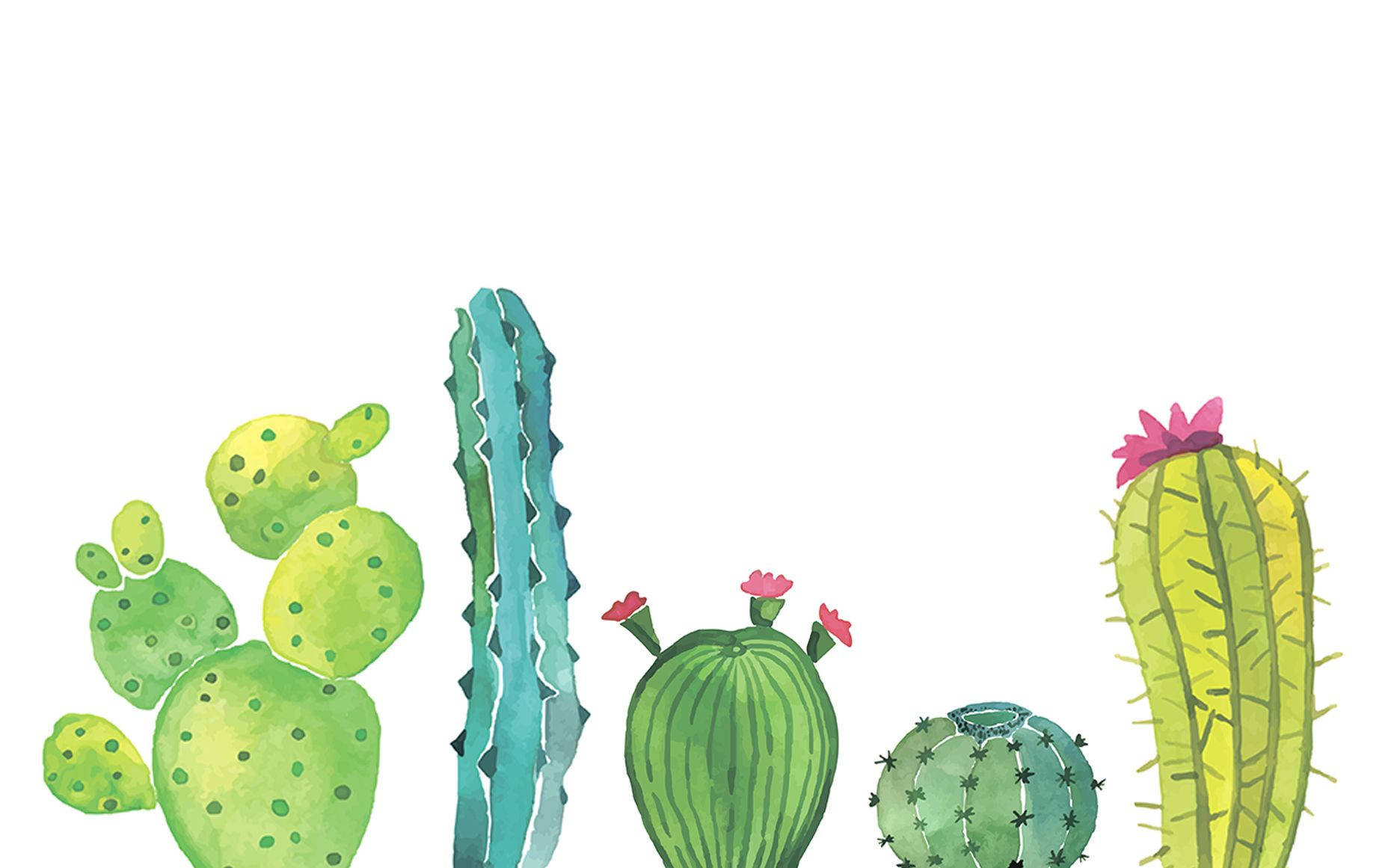 cute watercolor cactus, pink flowers, white background, HD Desktop Wallpaper