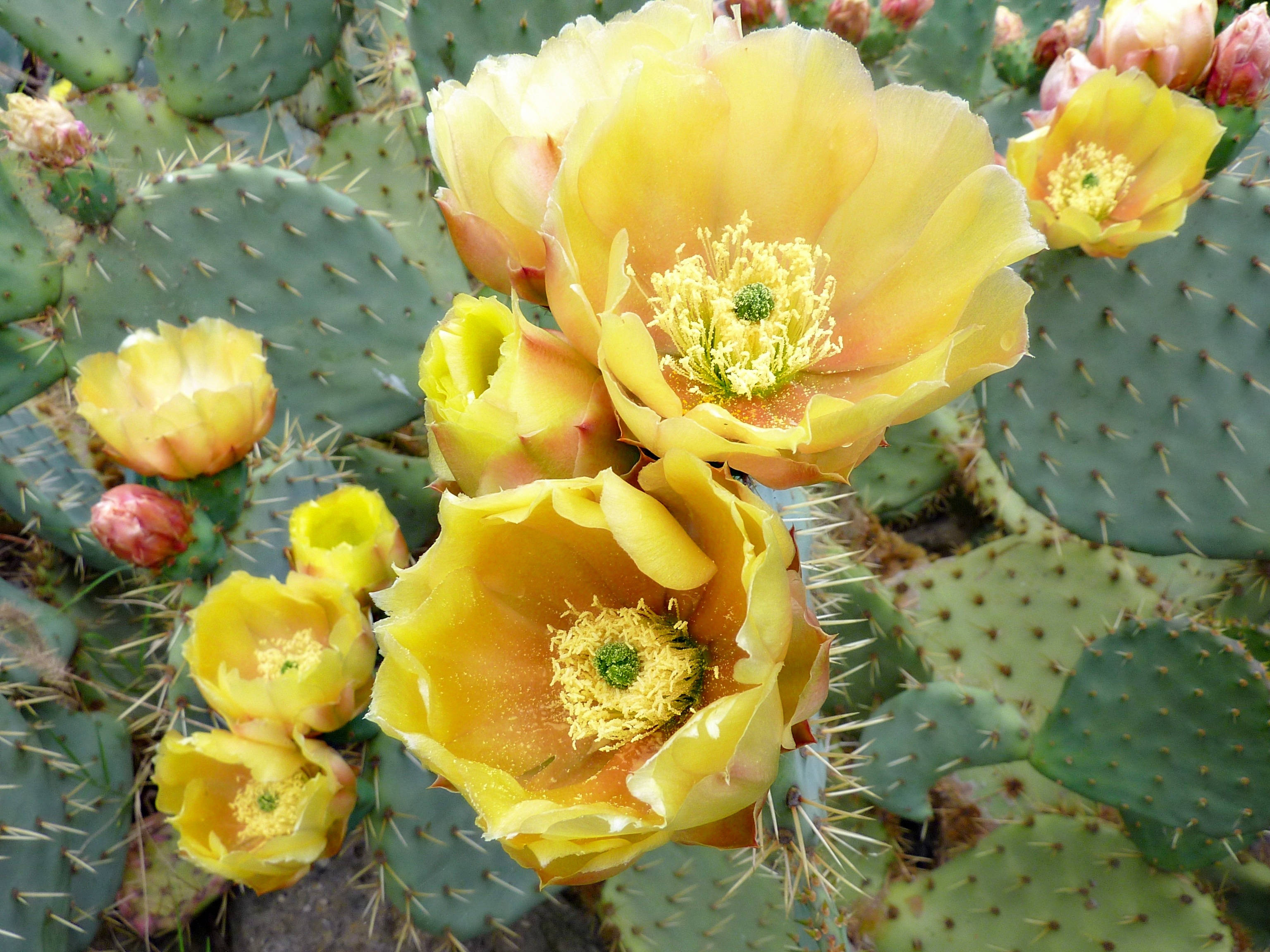 flat cactus, yellow flowers, desert, 2K Desktop Wallpaper