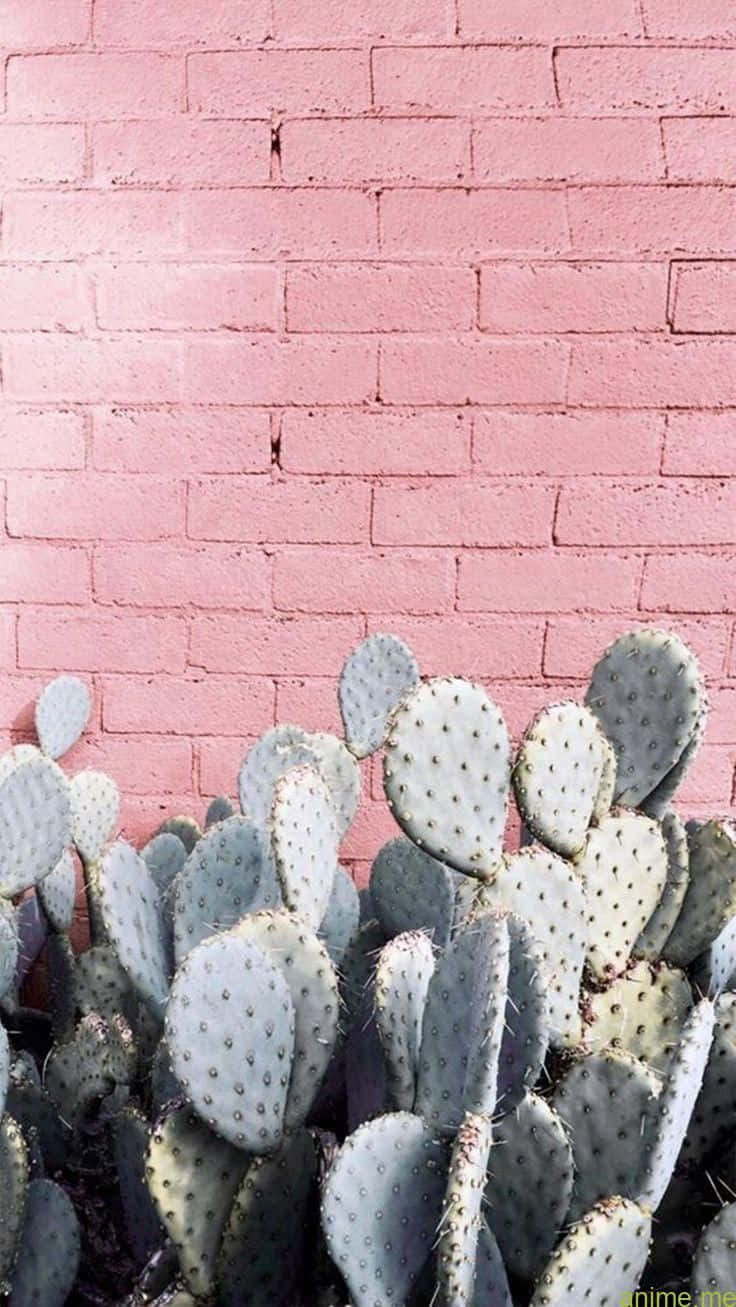 prickly pear cacti, vibrant pink painted brick wall, spiky green, HD Phone Wallpaper