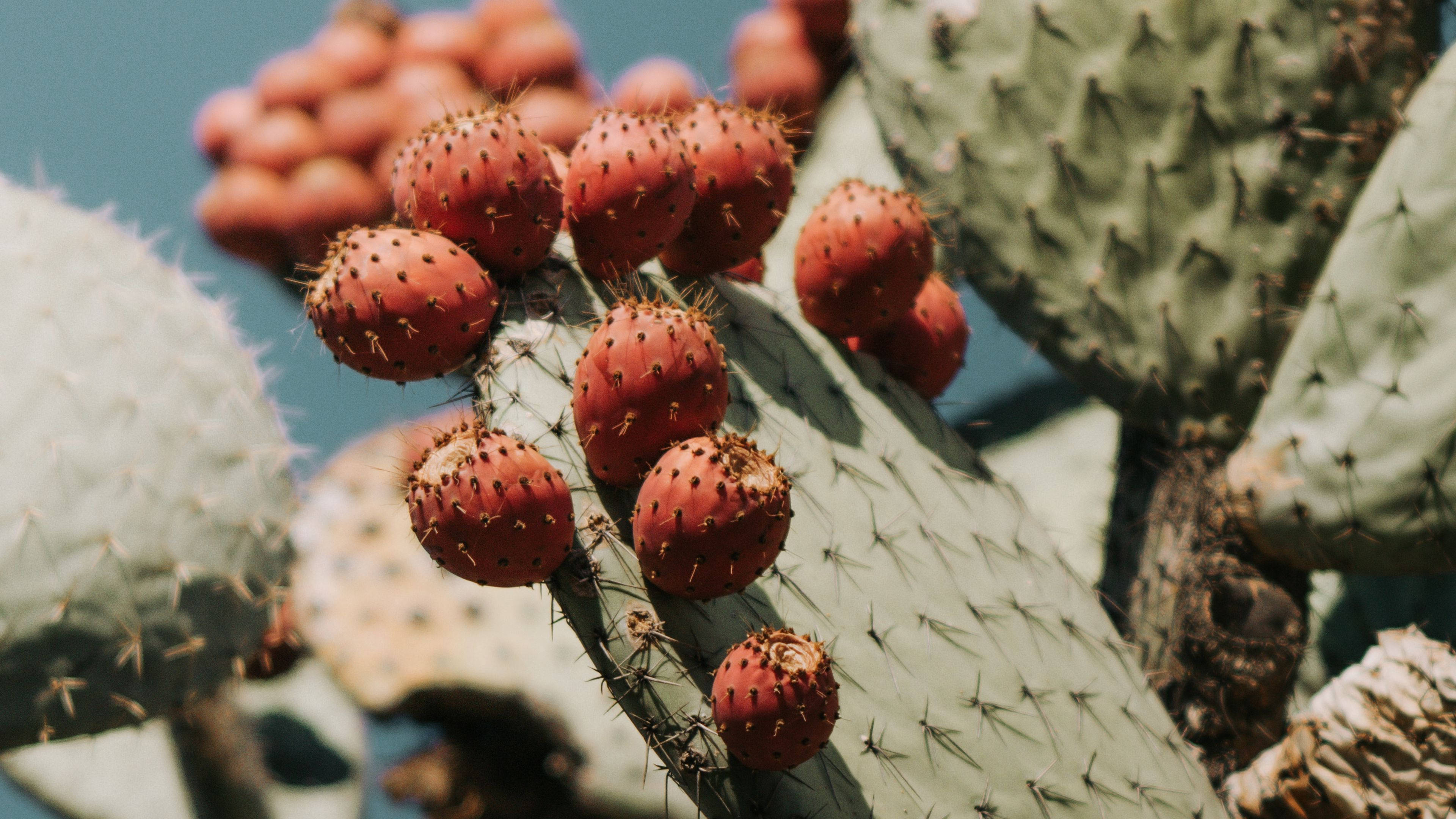prickly pear cactus, ripe red prickly pears, spiky green cactus pad, 4K Desktop Wallpaper