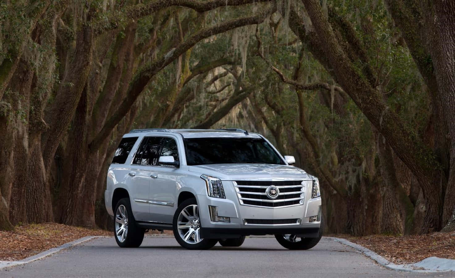 Cadillac Escalade, silver, tree-lined road, HD Desktop Wallpaper