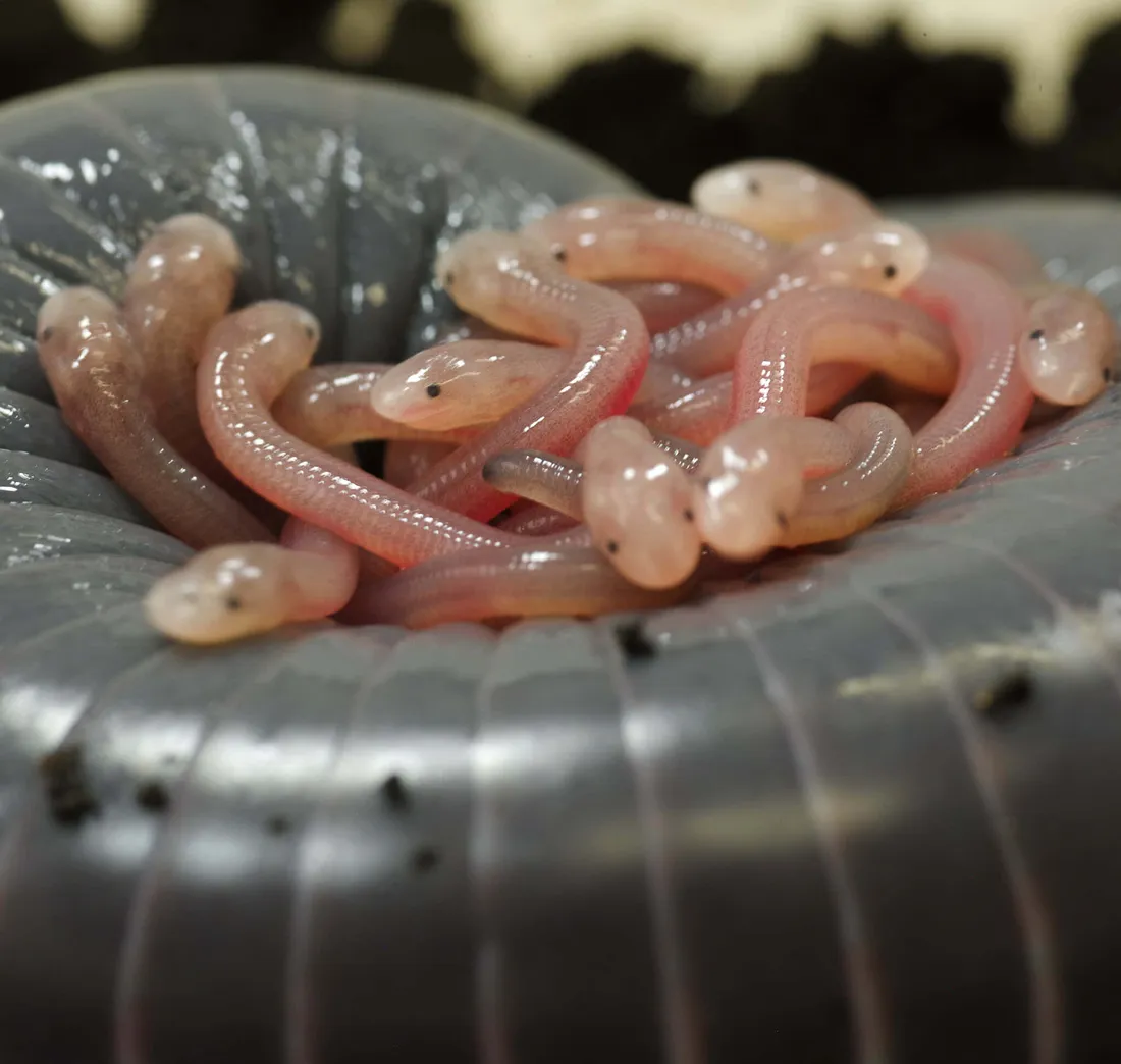 Caecilian