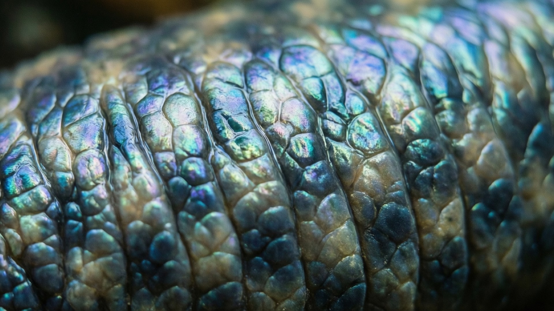 caecilian, iridescent skin, macro view, Full HD Desktop Wallpaper