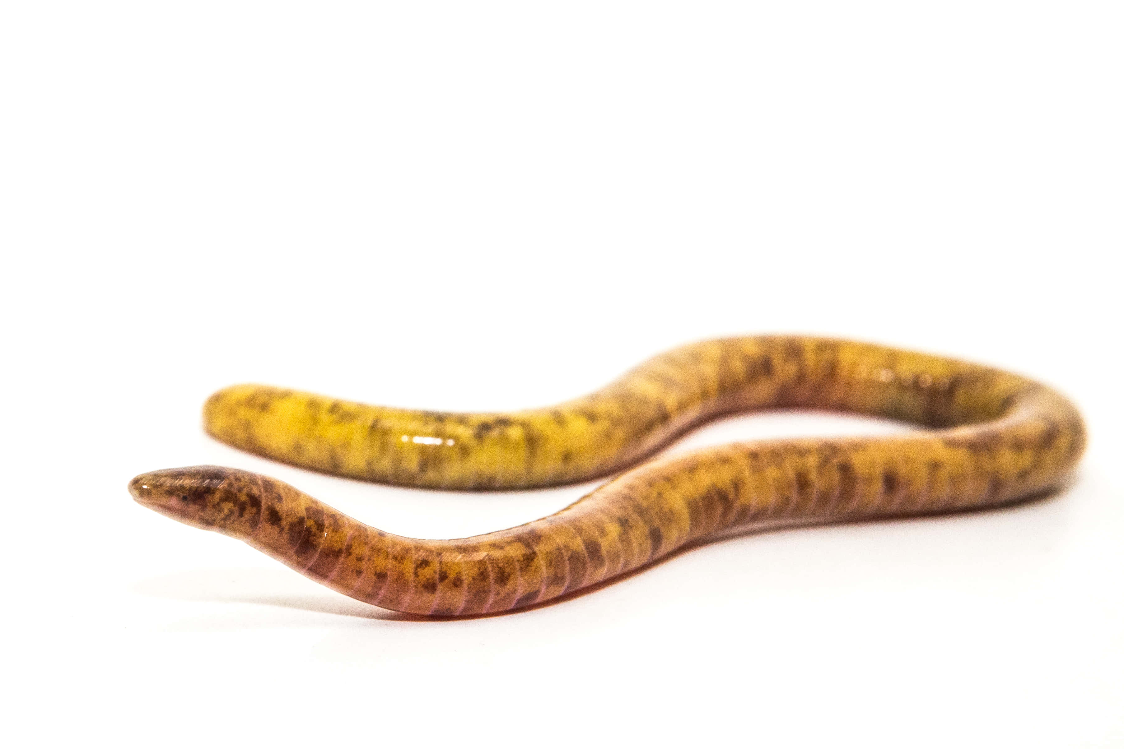 Caecilian, glossy, yellow and brown, 2K Desktop Wallpaper