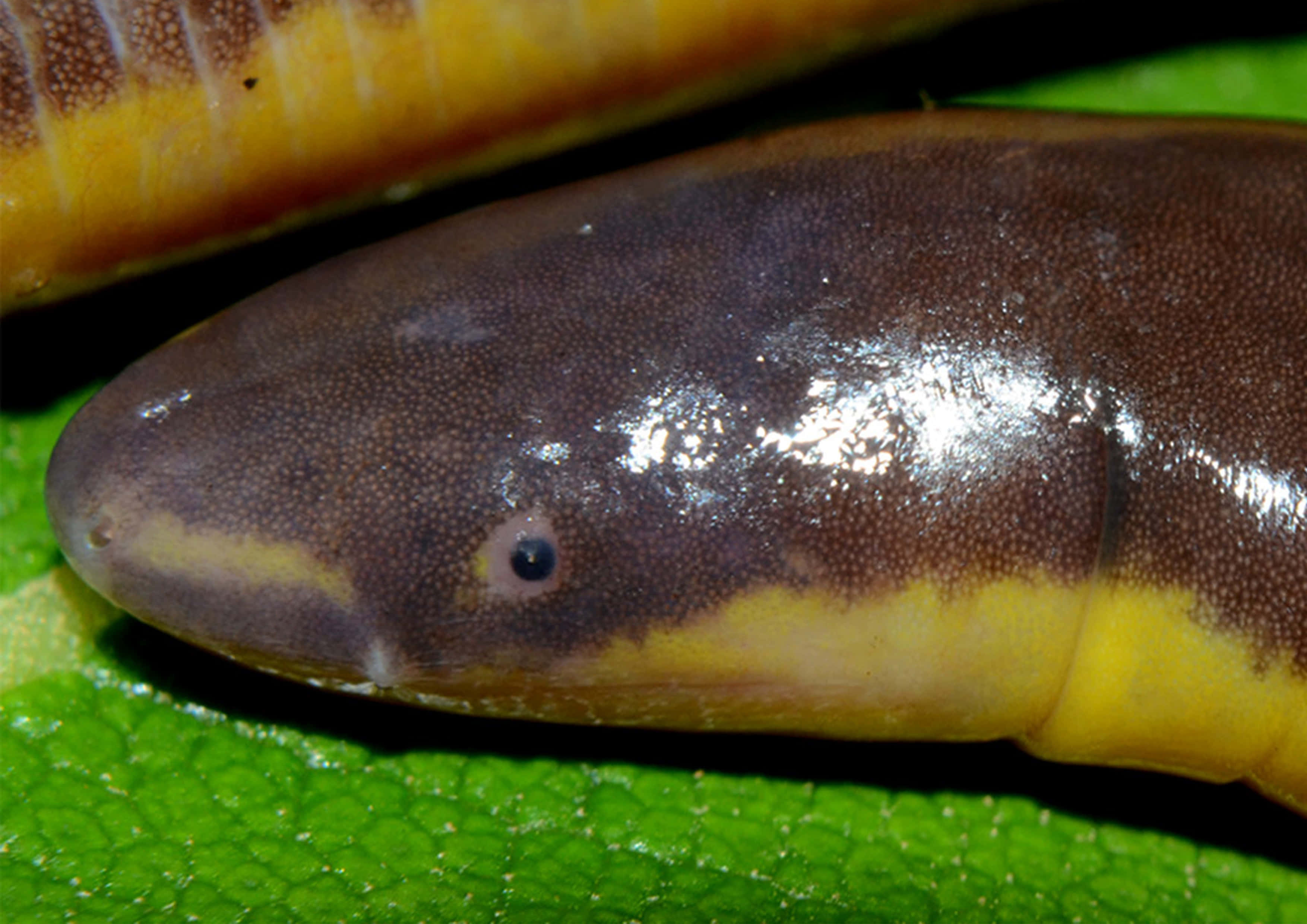 Caecilian, glossy brown and yellow, worm-like amphibian, 2K Desktop Wallpaper