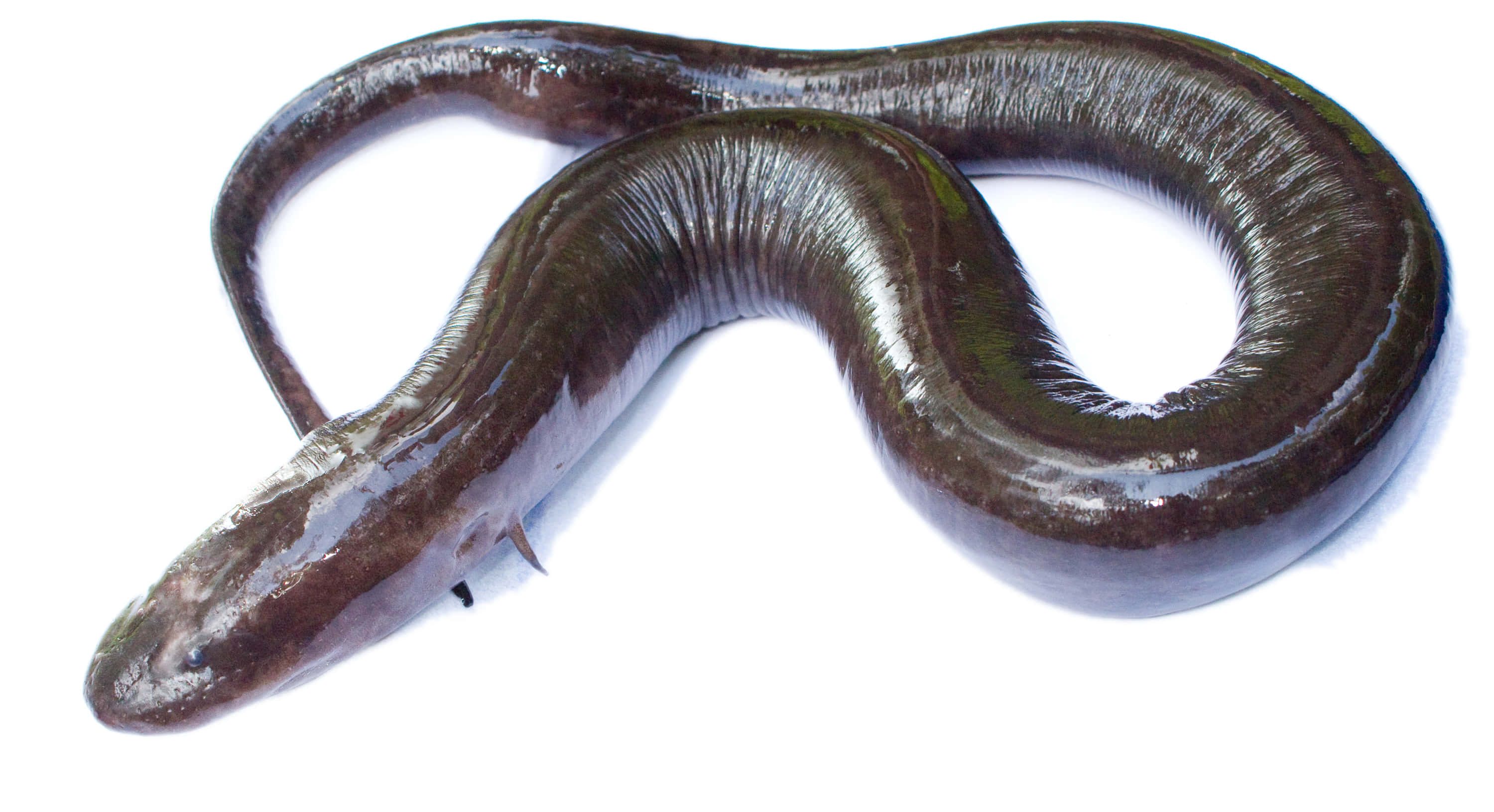 Caecilian, Amphibian, glossy, 2K Desktop Wallpaper