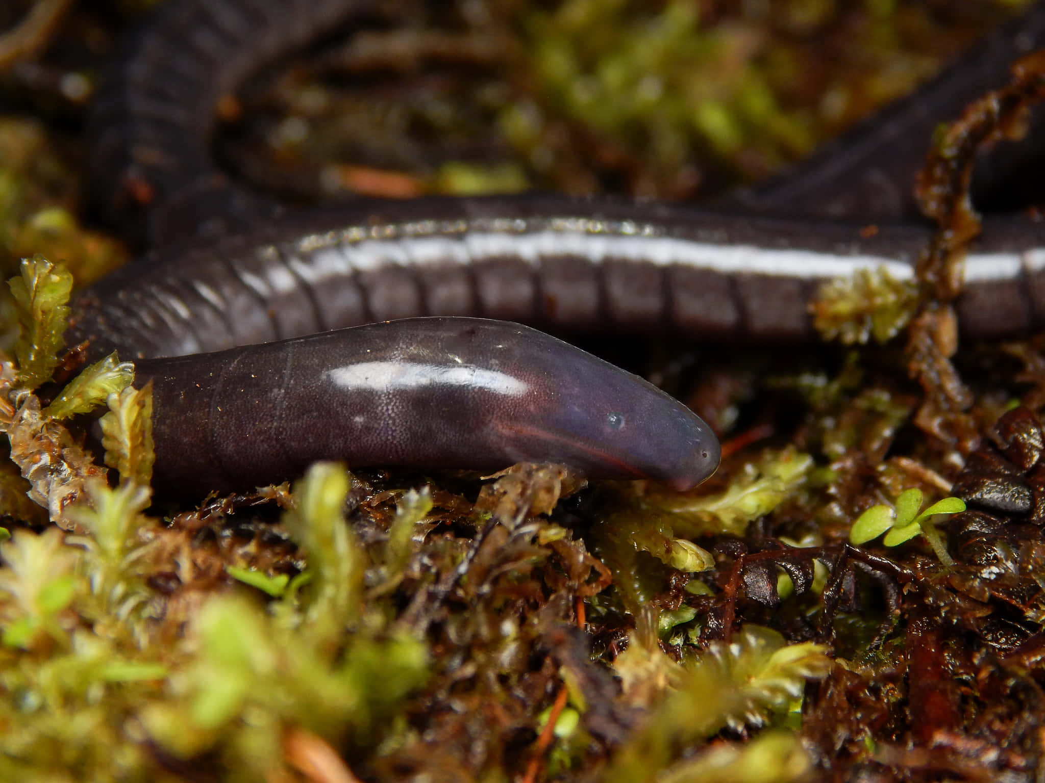 Caecilian, glossy dark purple, white stripe, Full HD Desktop Wallpaper