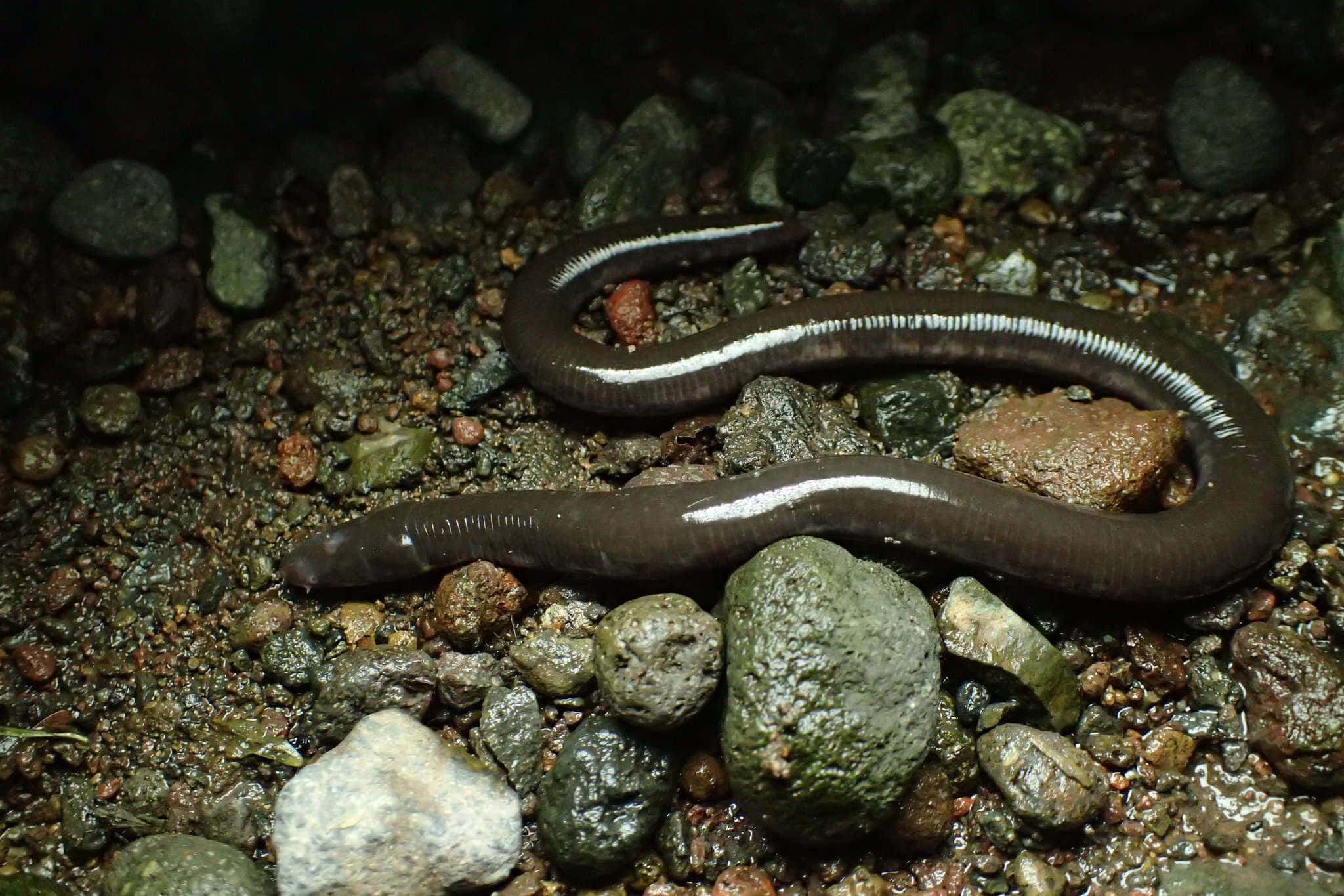 Caecilian, dark brown, white stripe, Full HD Desktop Wallpaper