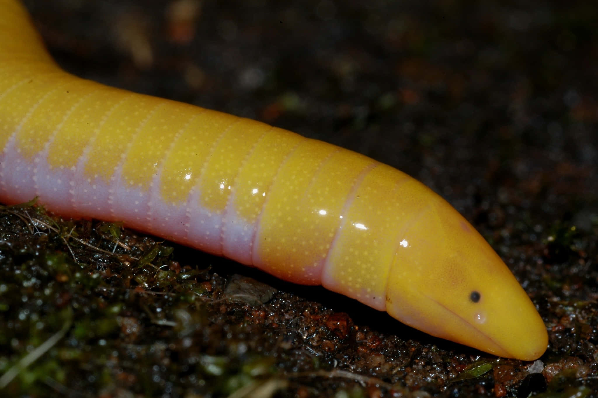 yellow caecilian, pinkish underbelly, dark moist soil, Full HD Desktop Wallpaper