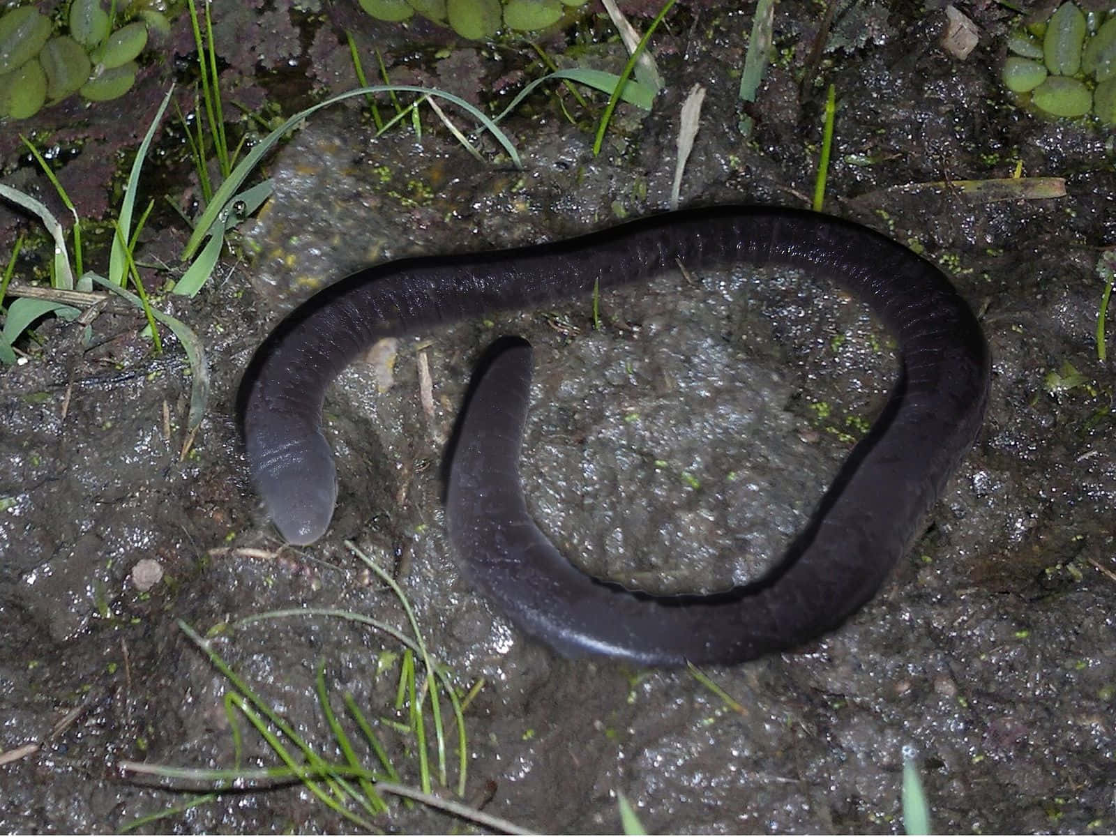Caecilian, natural habitat, dark glossy, HD Desktop Wallpaper