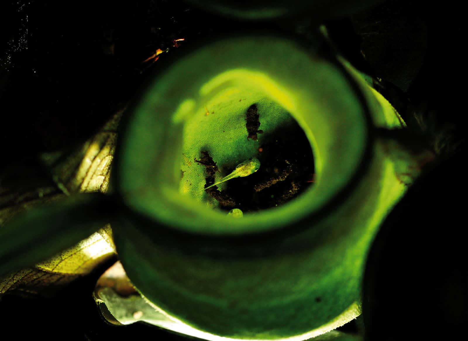Caecilian, glowing green pitcher plant, tiny tadpole, HD Desktop Wallpaper