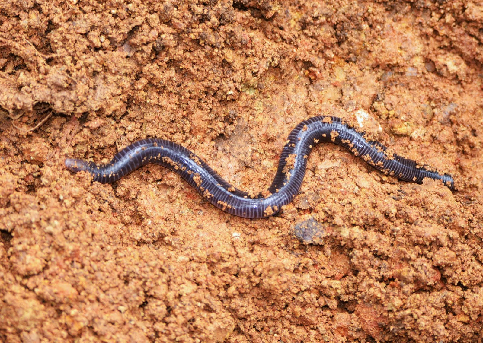 Caecilian, dark segmented earthworm, coarse reddish-brown soil, HD Desktop Wallpaper
