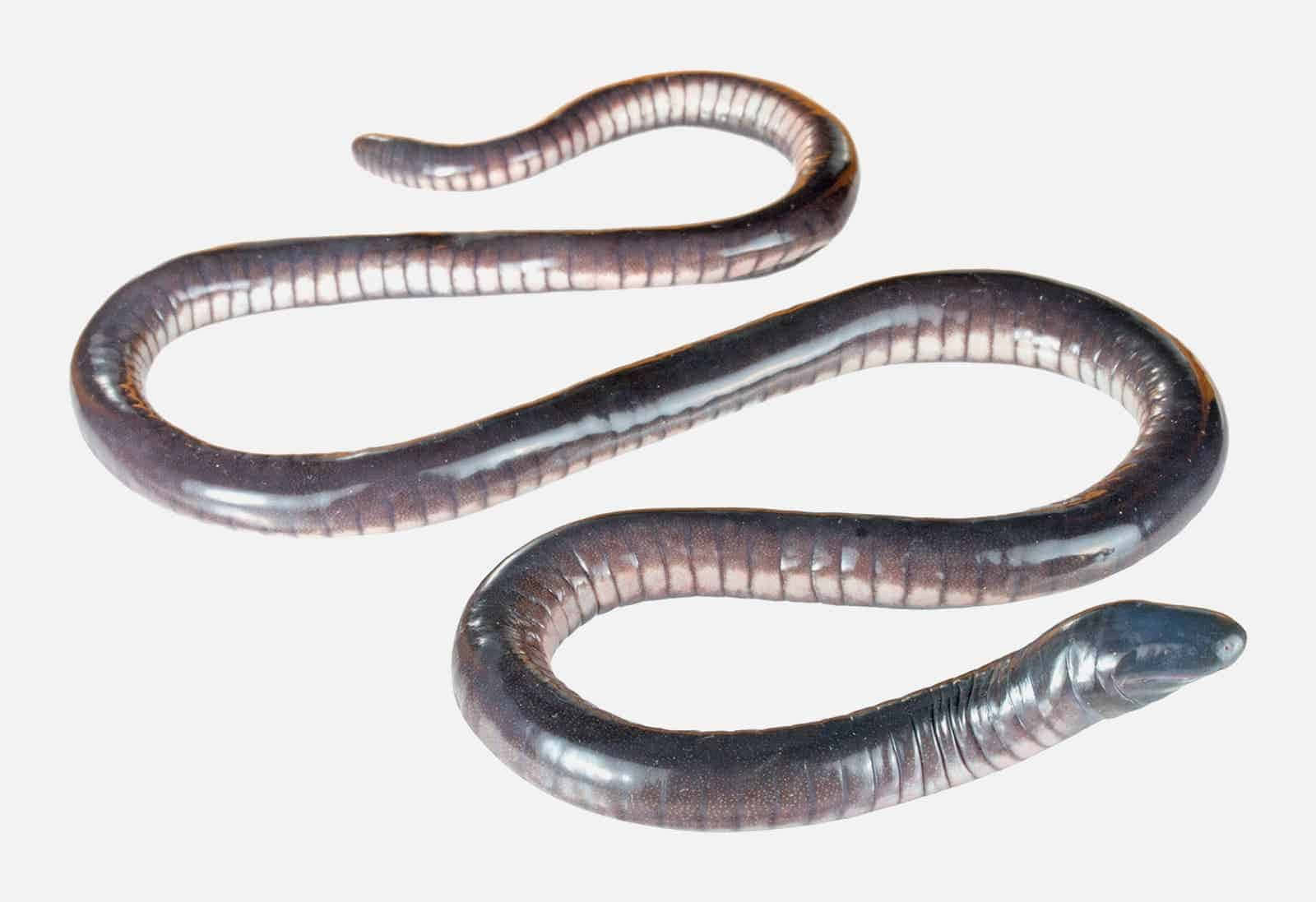 Caecilian, glossy dark brown, pale segmented rings, HD Desktop Wallpaper