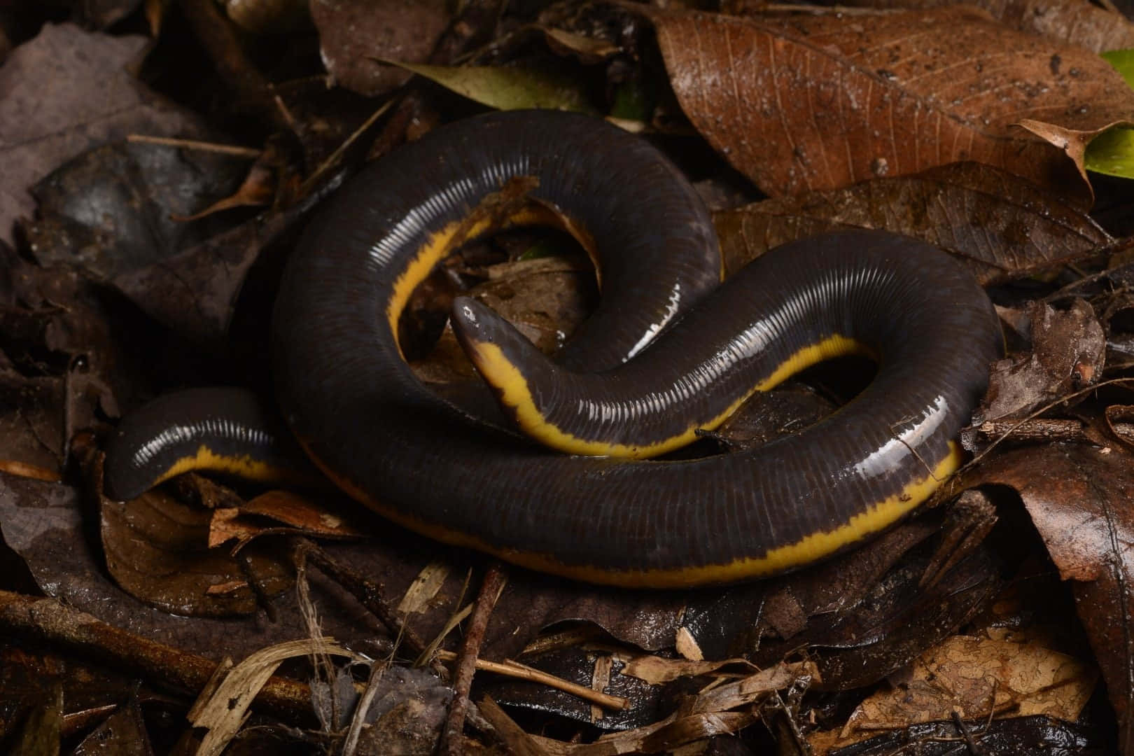 Caecilian, black and yellow, damp brown leaves, HD Desktop Wallpaper