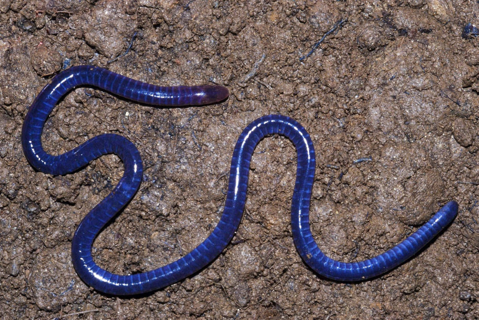 blue caecilianon, glossy deep blue, segmented body, HD Desktop Wallpaper