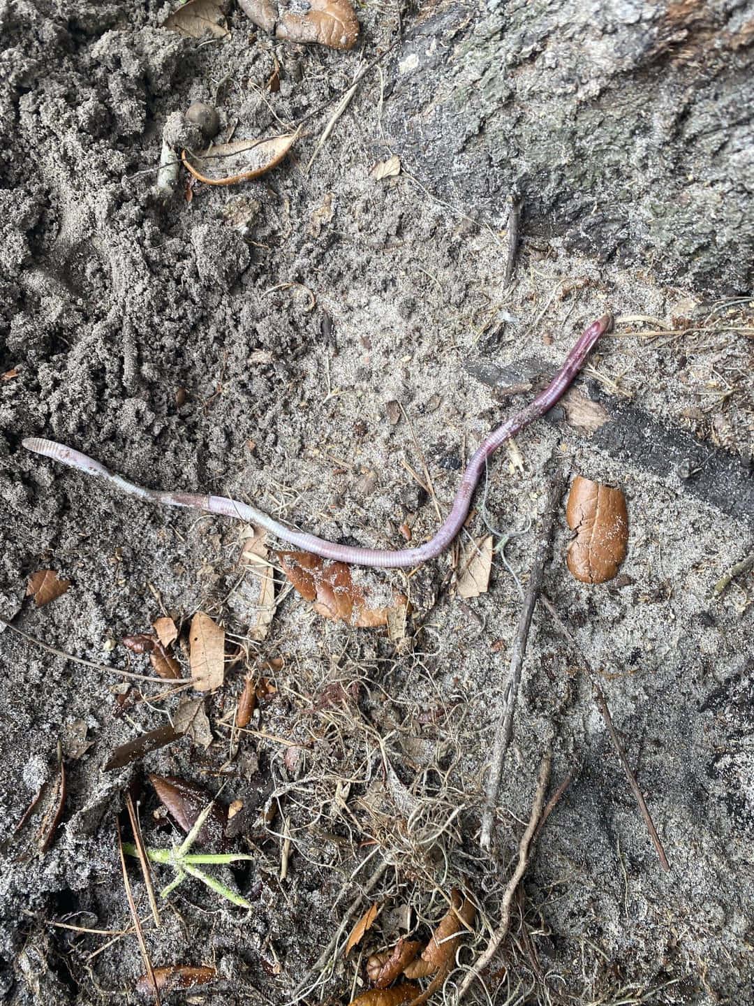 Caecilian, pale pinkish worm, segmented body, HD Phone Wallpaper