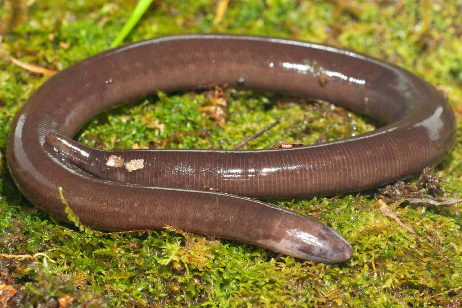 Caecilian, moss, damp forest floor, HD Desktop Wallpaper
