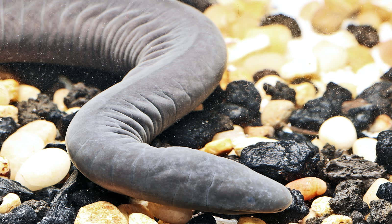 Caecilian, dark gray, textured skin, HD Desktop Wallpaper
