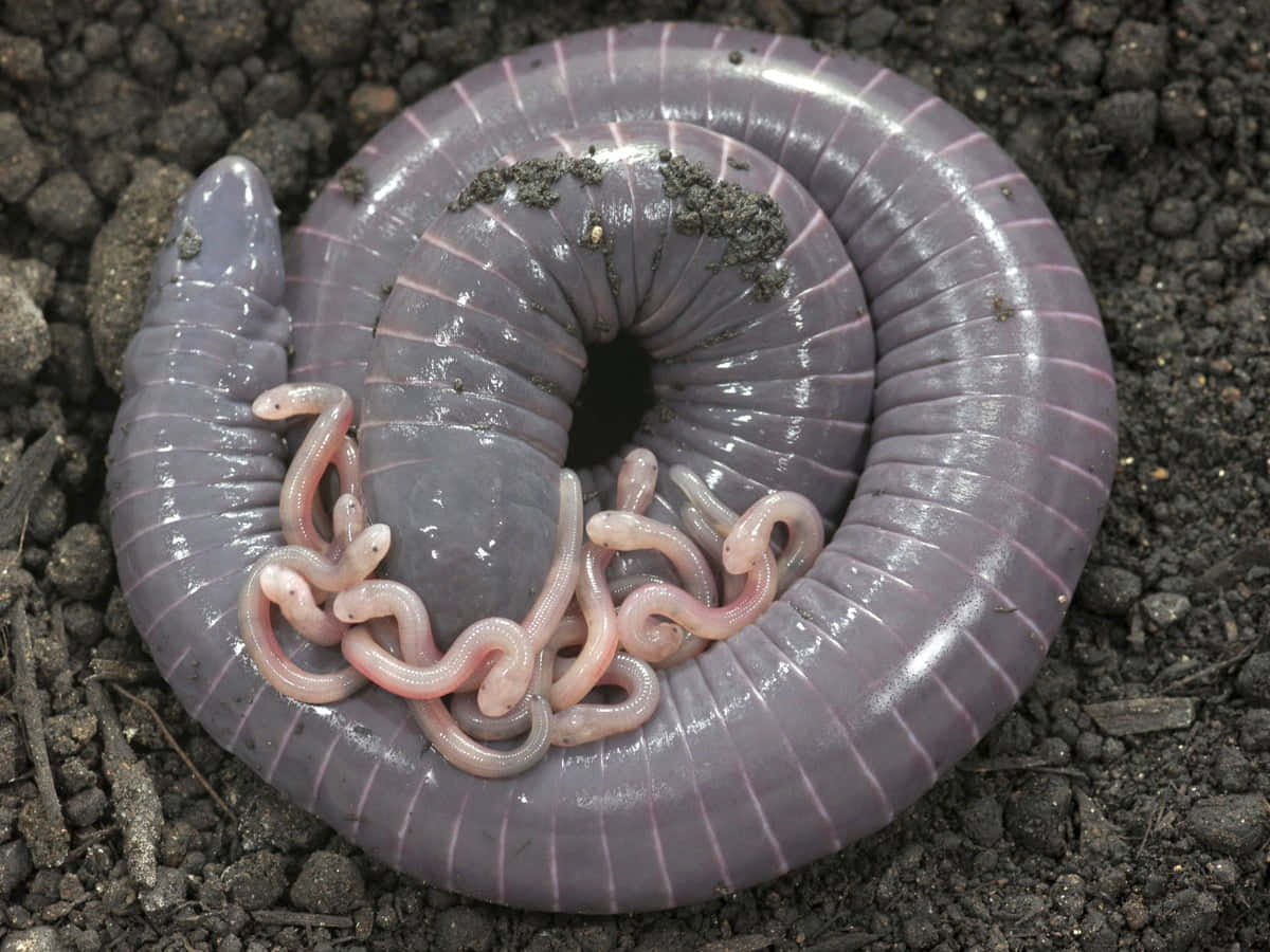 Caecilian, purple worm, pinkish translucent young, SD Desktop Wallpaper
