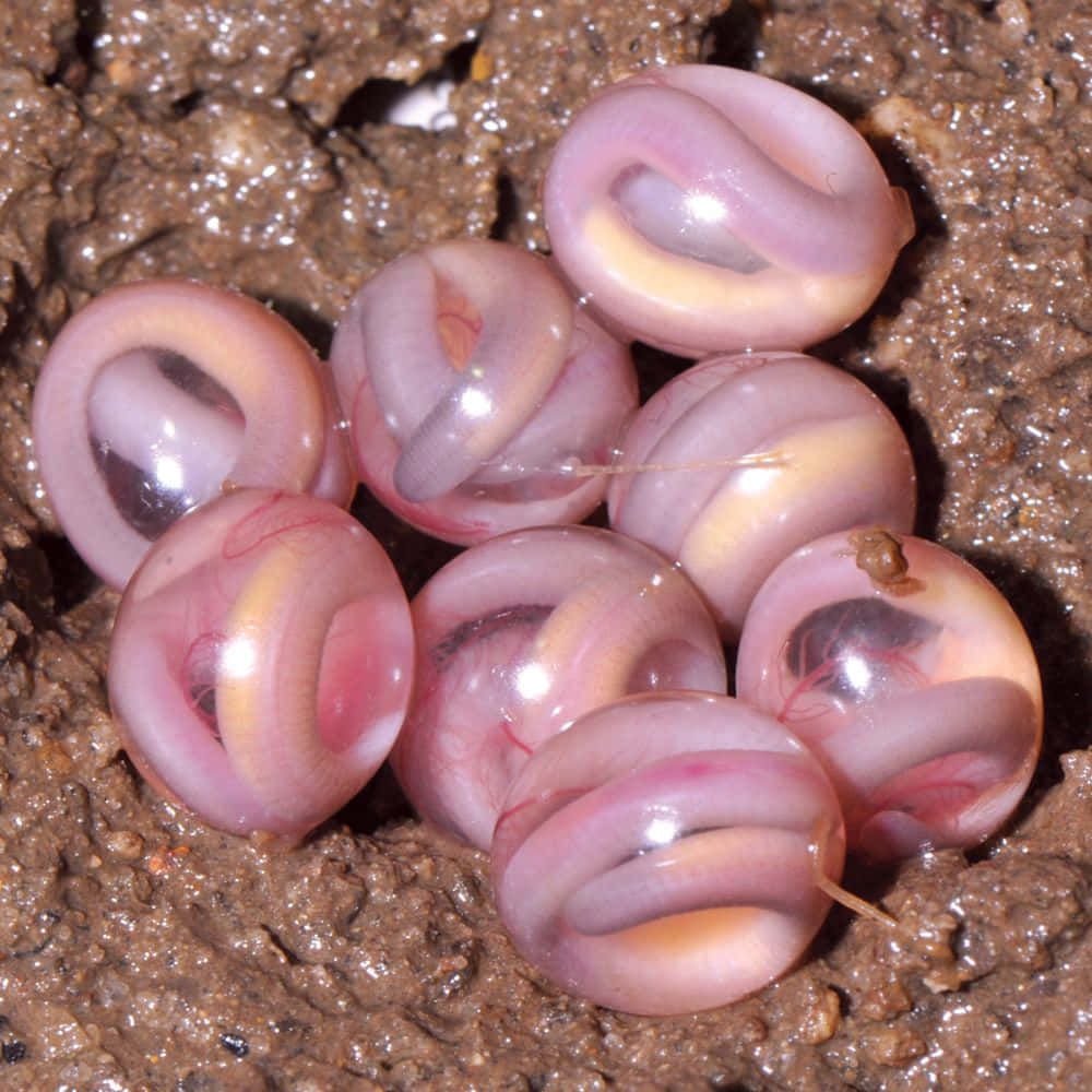 Caecilian, eggs, cluster, SD Desktop Wallpaper