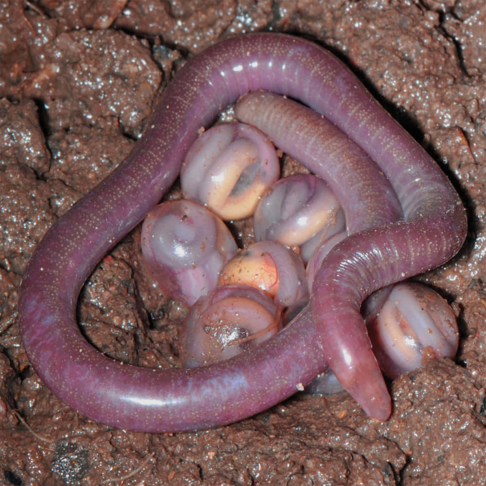 Caecilian, glossy purple, translucent eggs, SD Desktop Wallpaper