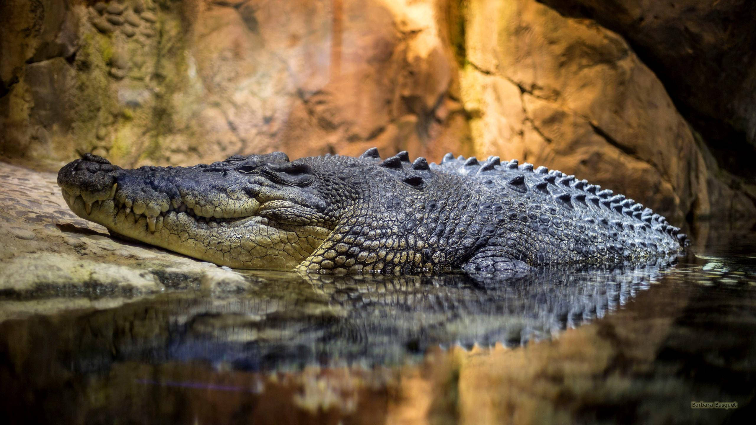 Caiman, cave, rocky backdrop, 2K Desktop Wallpaper