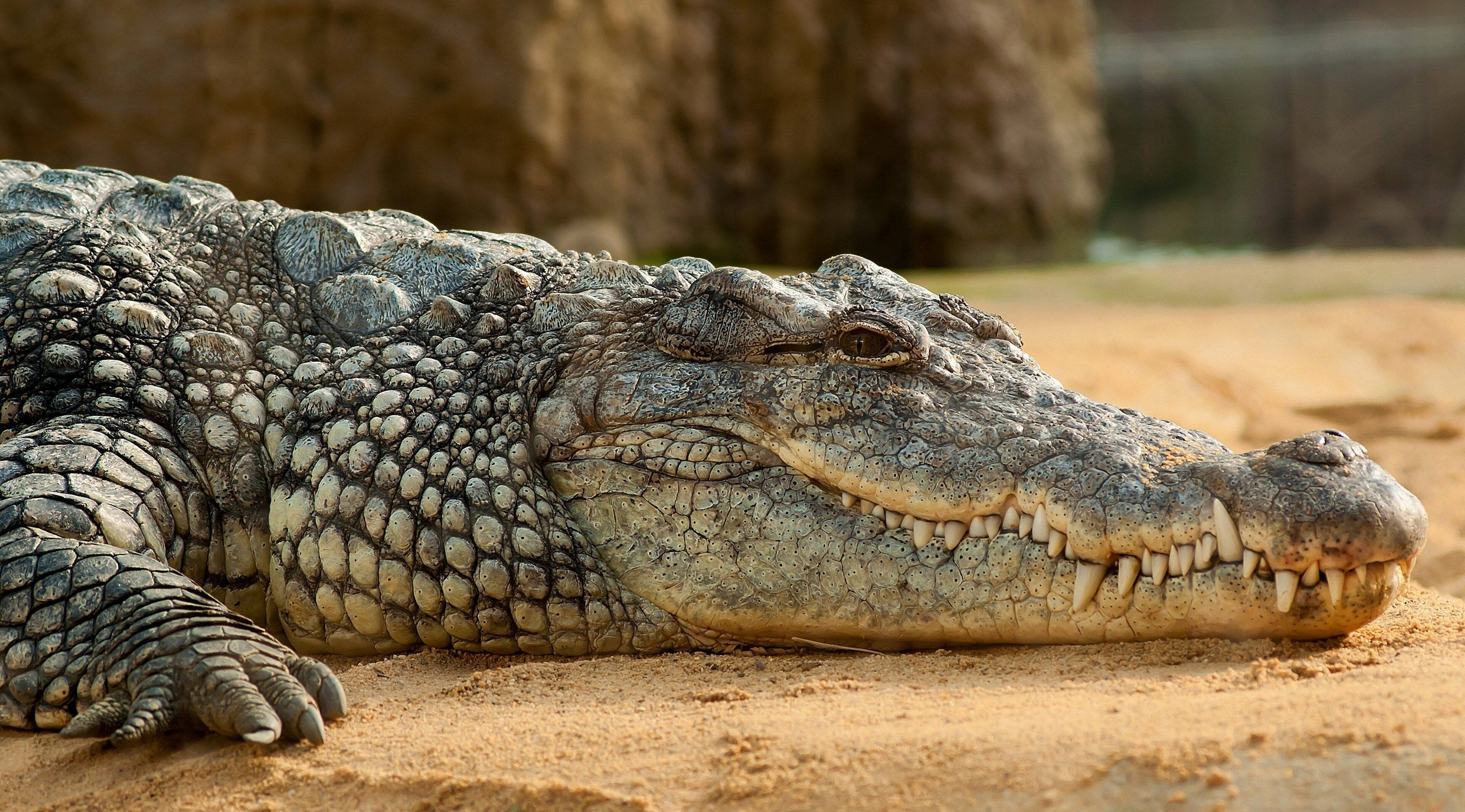 Caiman, dunes, sandy ground, 4K Desktop Wallpaper