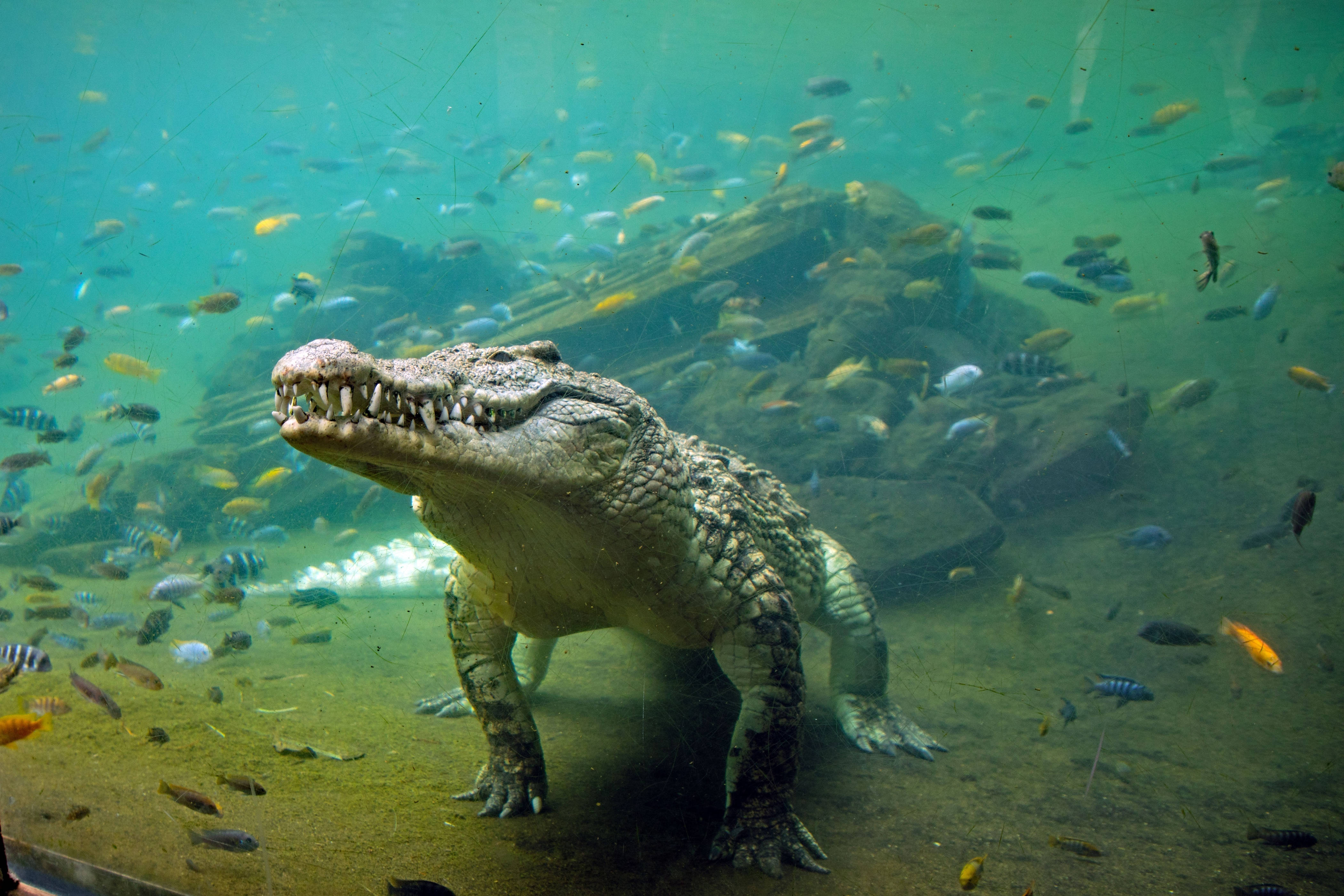 Caiman, aquarium, sandy bottom, 4K Desktop Wallpaper