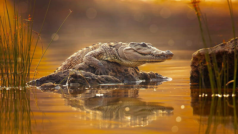 Caiman, rock, golden-hued water, SD Desktop Wallpaper