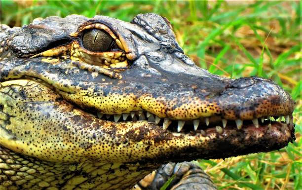 Caiman, dark eyes, textured snout, SD Desktop Wallpaper