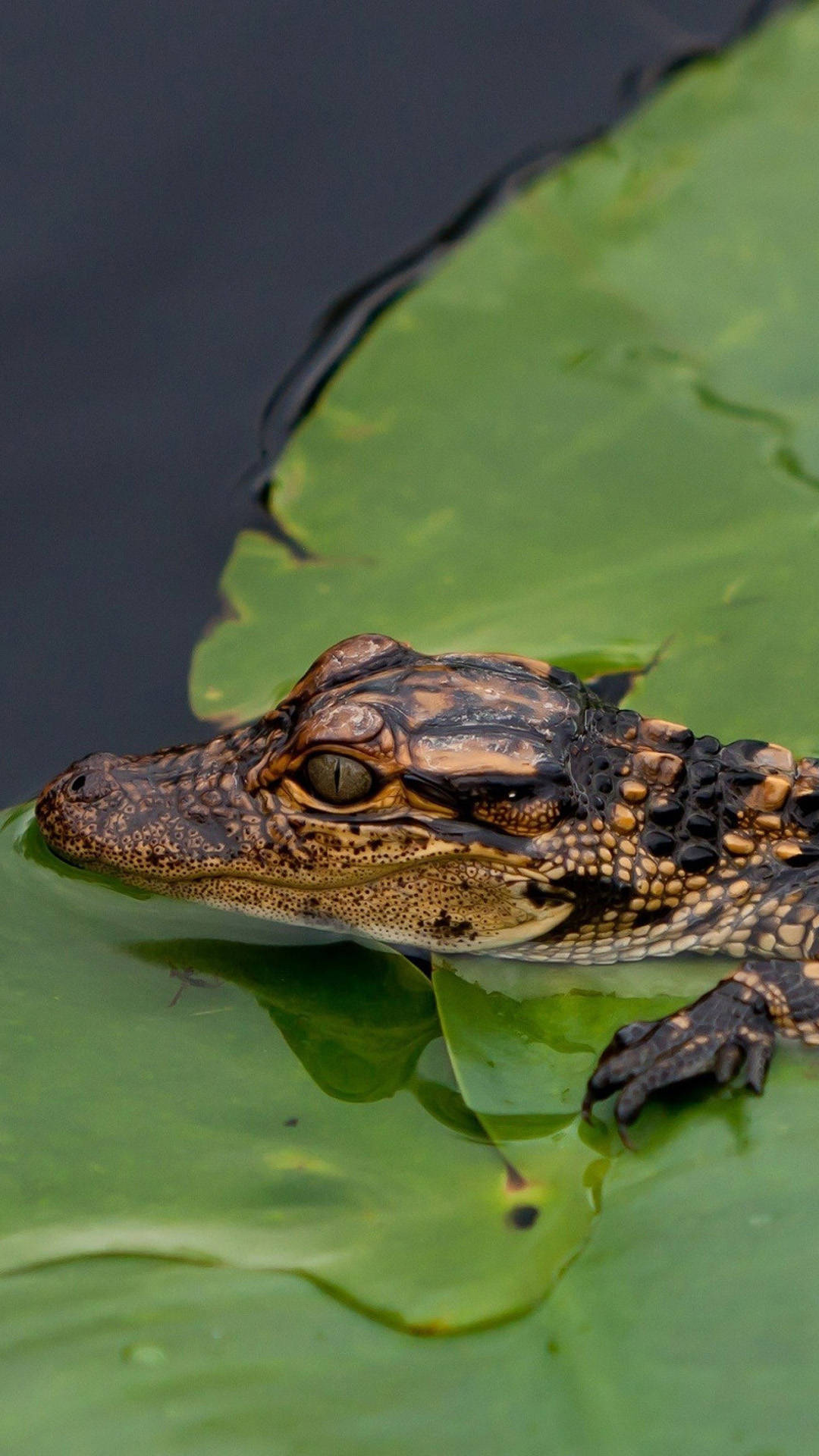baby caiman, lily pad, dark water, Full HD Phone Wallpaper