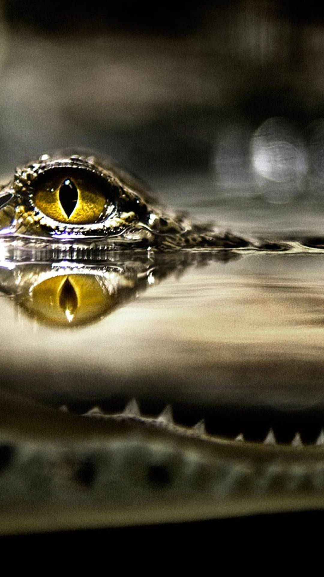 Caiman, yellow eye, murky water, Full HD Phone Wallpaper