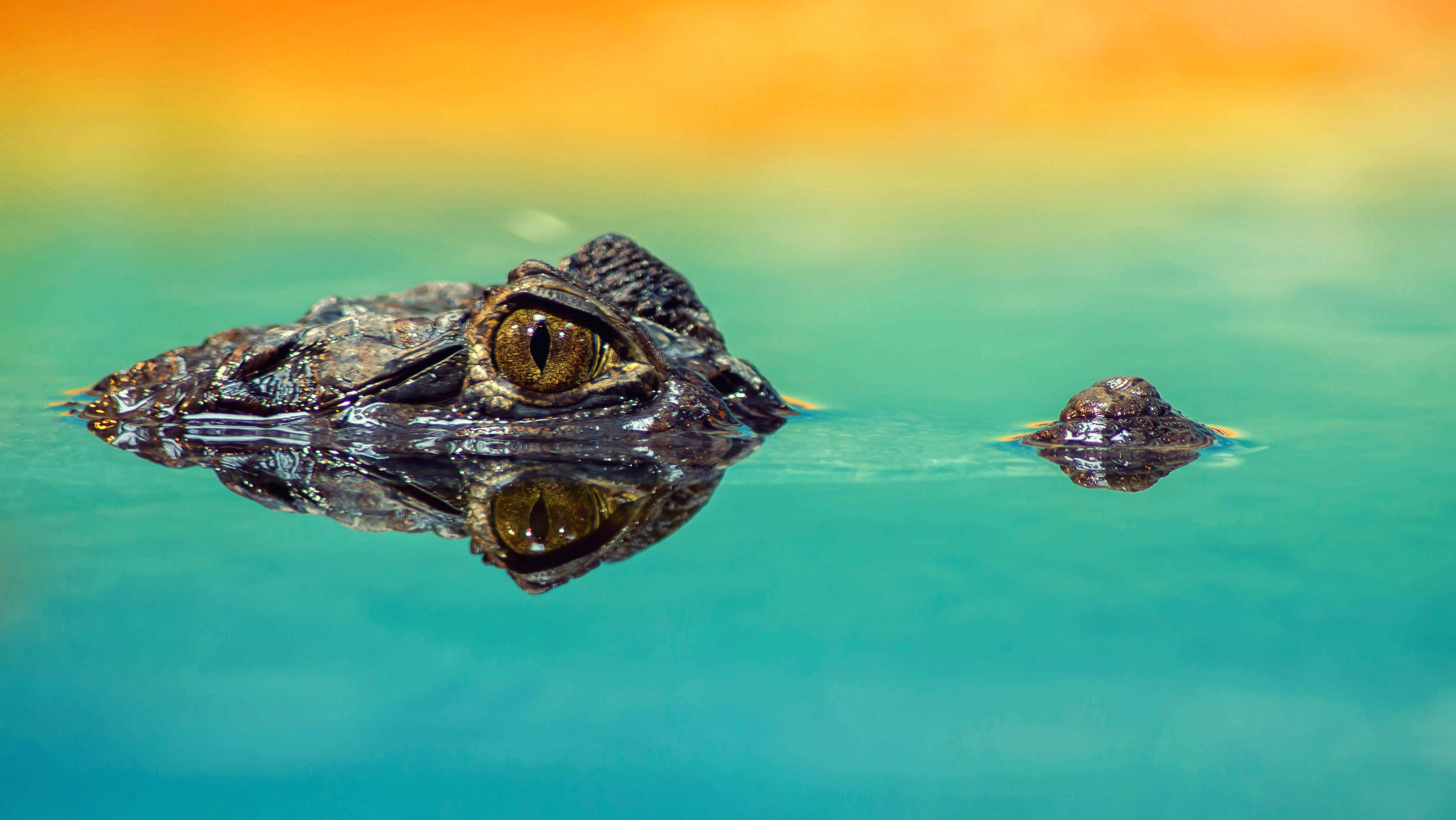 Caiman, turquoise water, vibrant orange sky, 4K Desktop Wallpaper