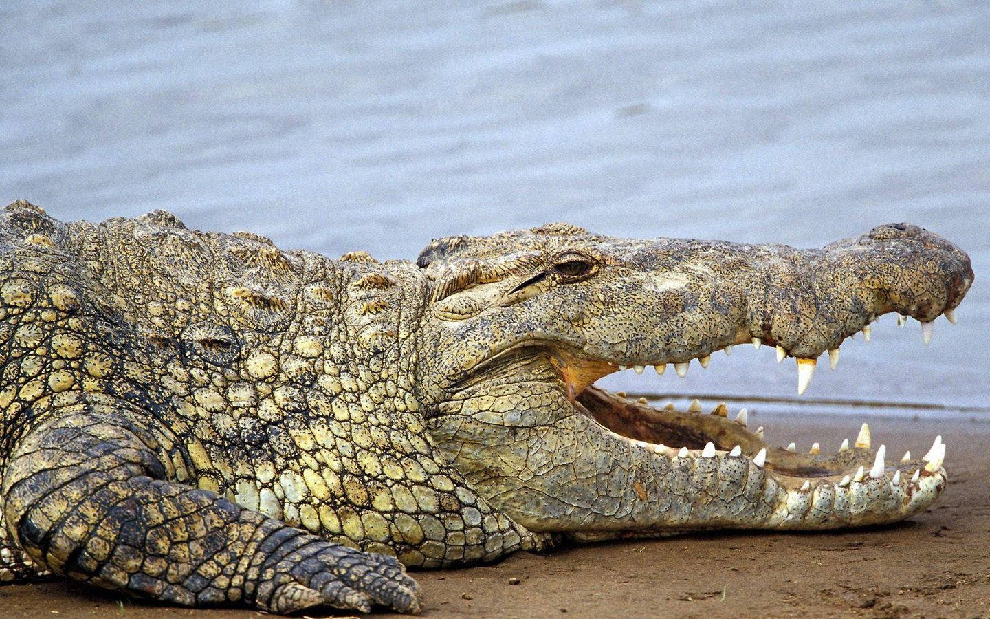 Caiman, beach, muddy riverbank, HD Desktop Wallpaper