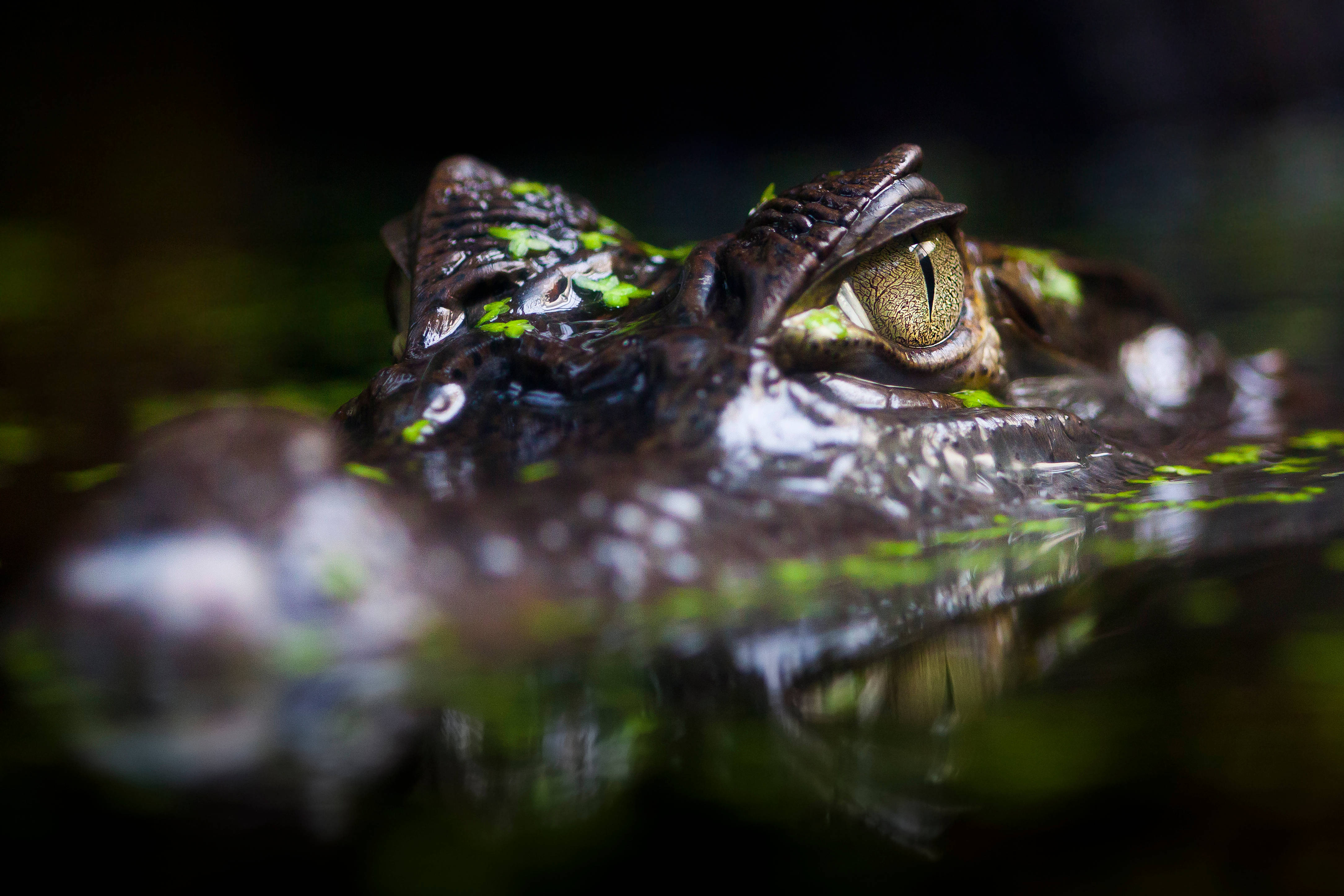 Caiman, fierce eyes, crocodile, 4K Desktop Wallpaper