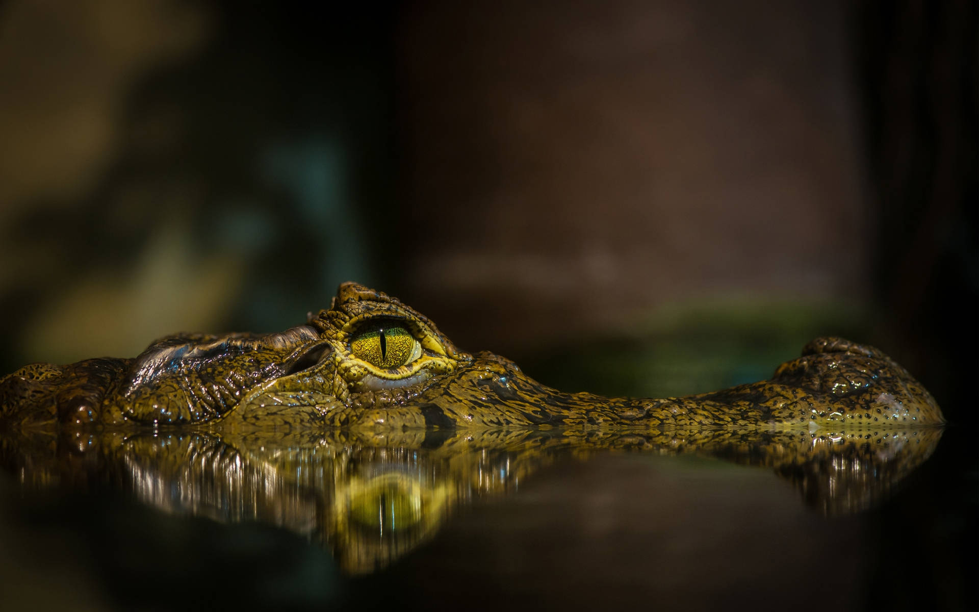 Caiman, fierce eyes, crocodile's eye, Full HD Desktop Wallpaper