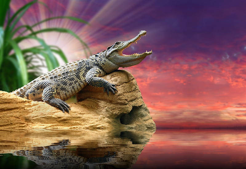 Caiman, wooden bark, sunset, SD Desktop Wallpaper