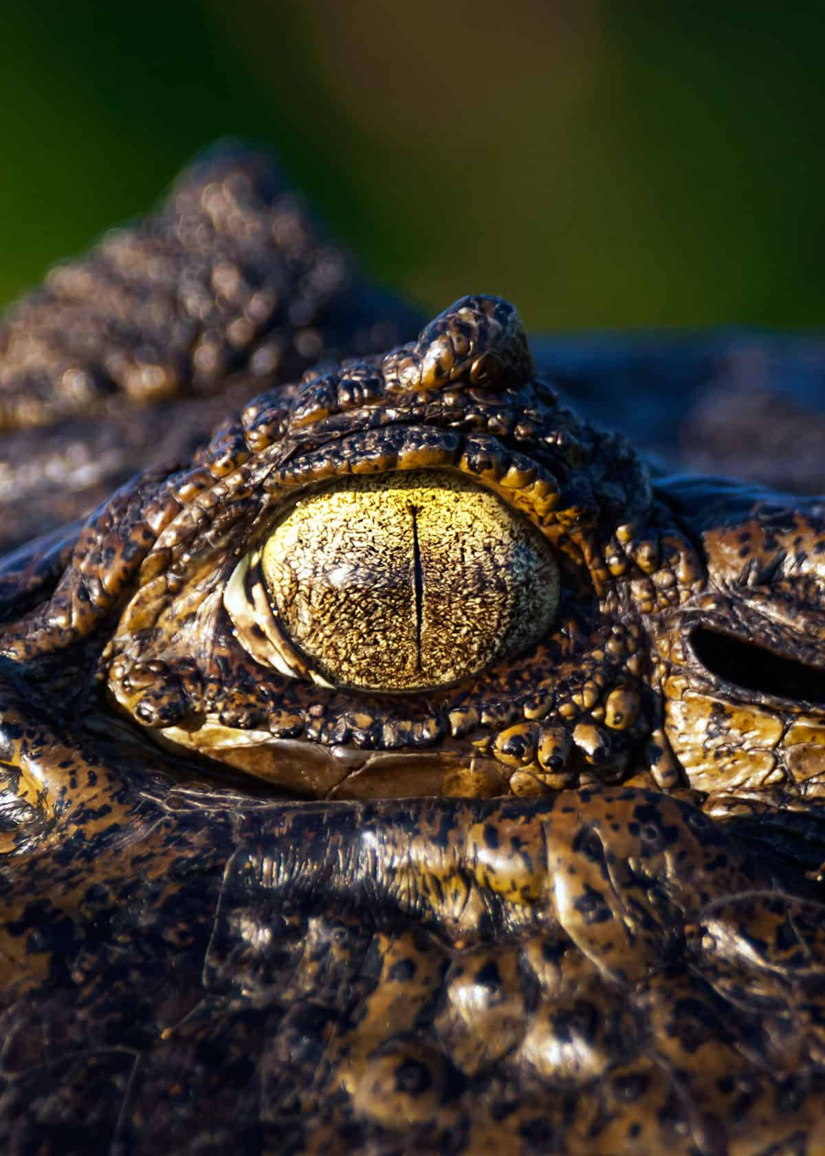 Caiman, yellow eyes, golden irises, HD Phone Wallpaper