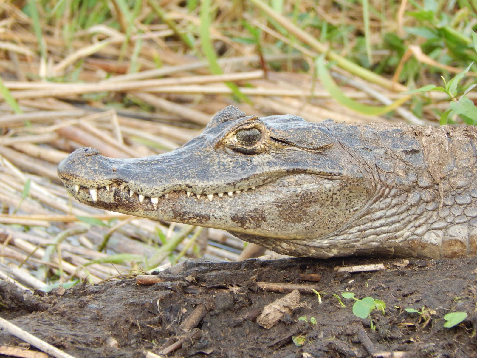 Caiman, muddy ground, dry reeds, HD Desktop Wallpaper