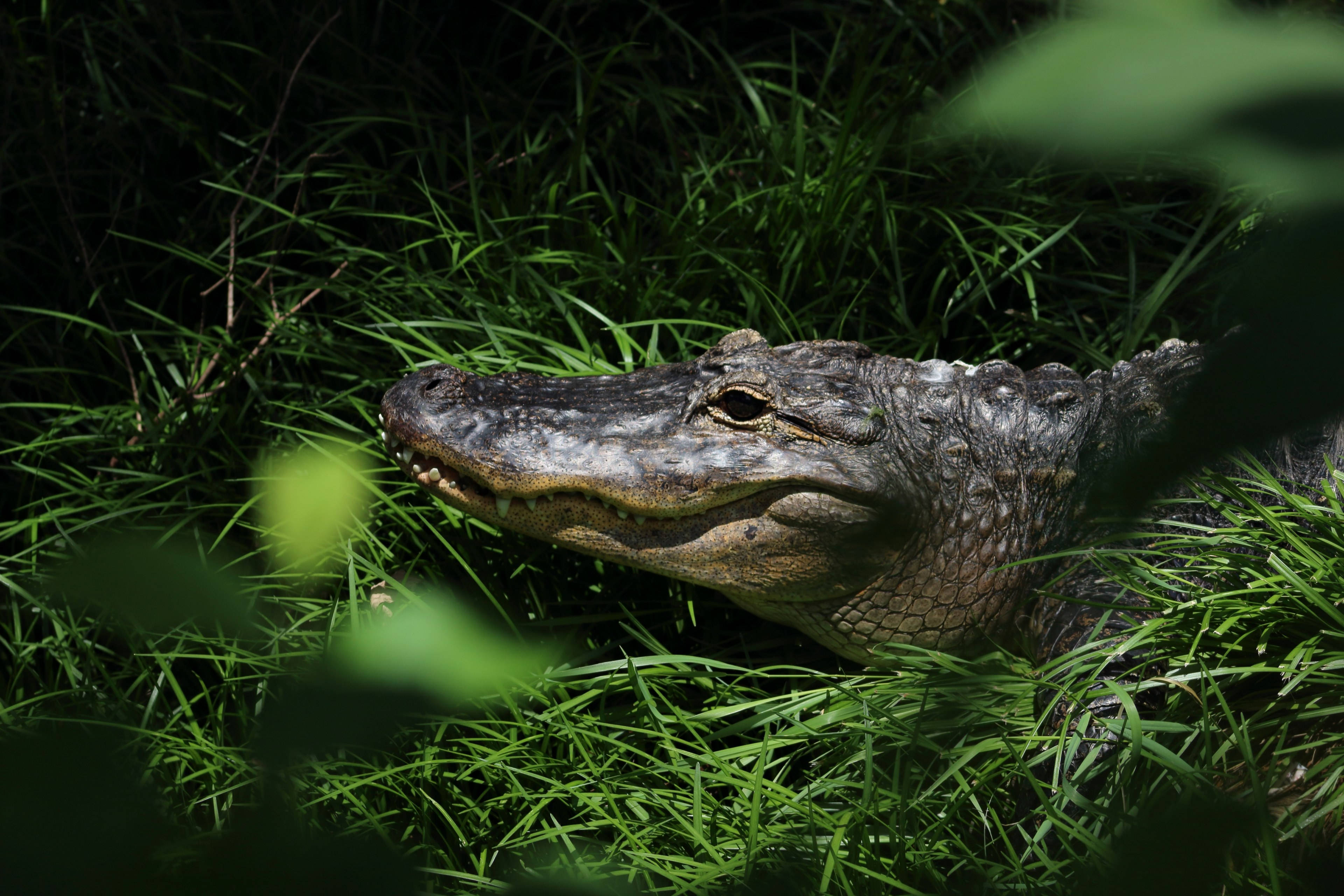 Caiman, greenery, vibrant green grass, 4K Desktop Wallpaper