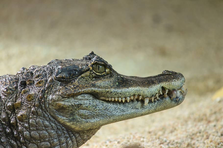 Caiman, textured snout, sharp teeth, SD Desktop Wallpaper