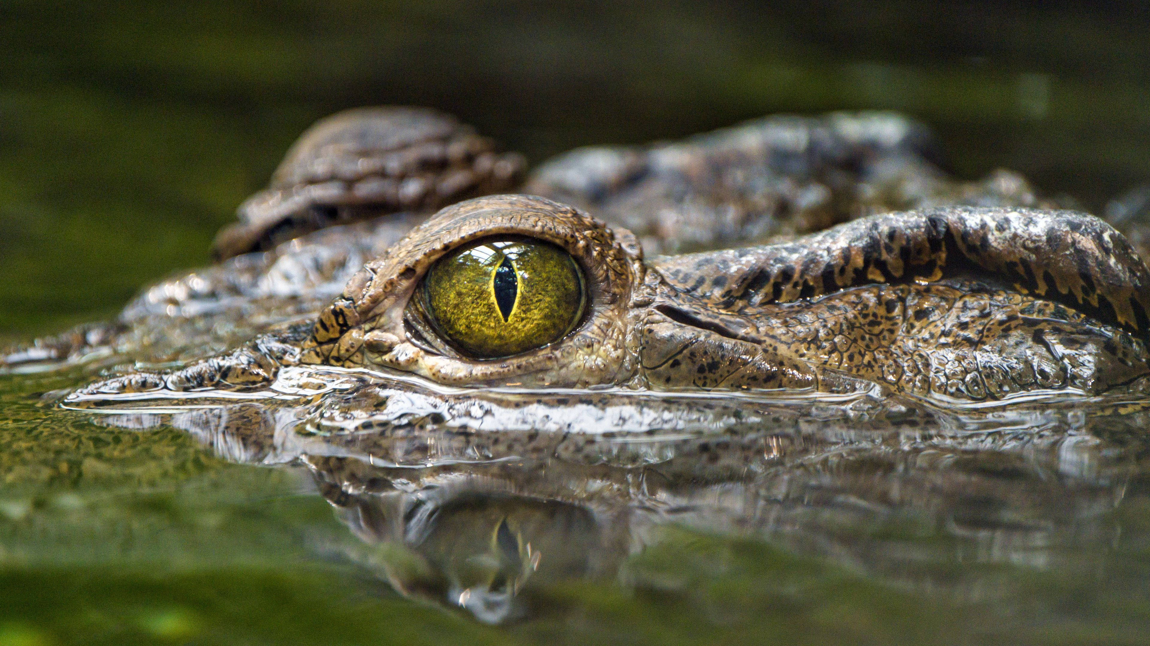 Caiman, green eye, murky water, 4K Desktop Wallpaper