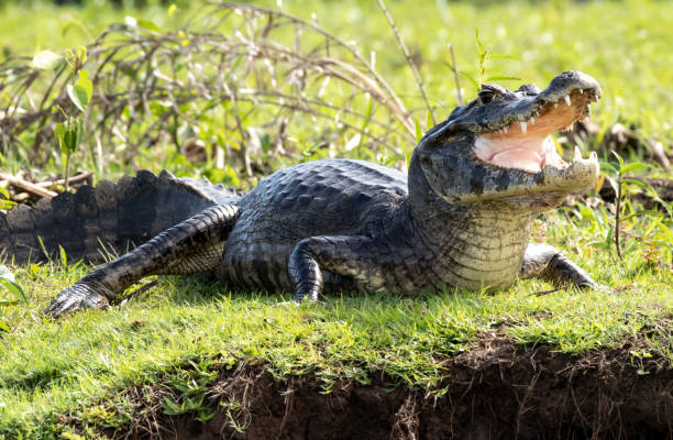 Caiman, grassy bank, bright sunlight, SD Desktop Wallpaper
