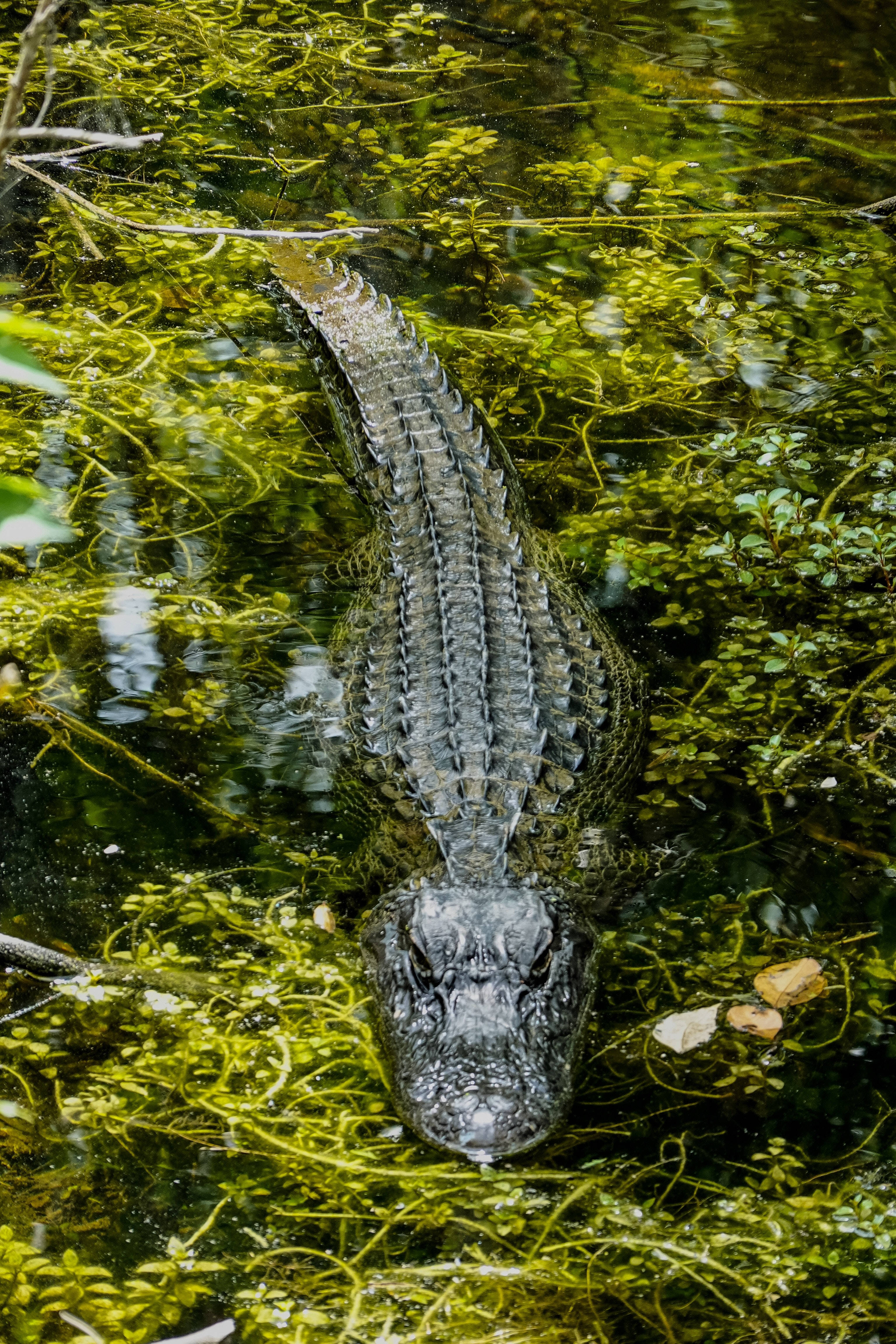 Caiman, murky water, vibrant green aquatic plants, 4K Phone Wallpaper