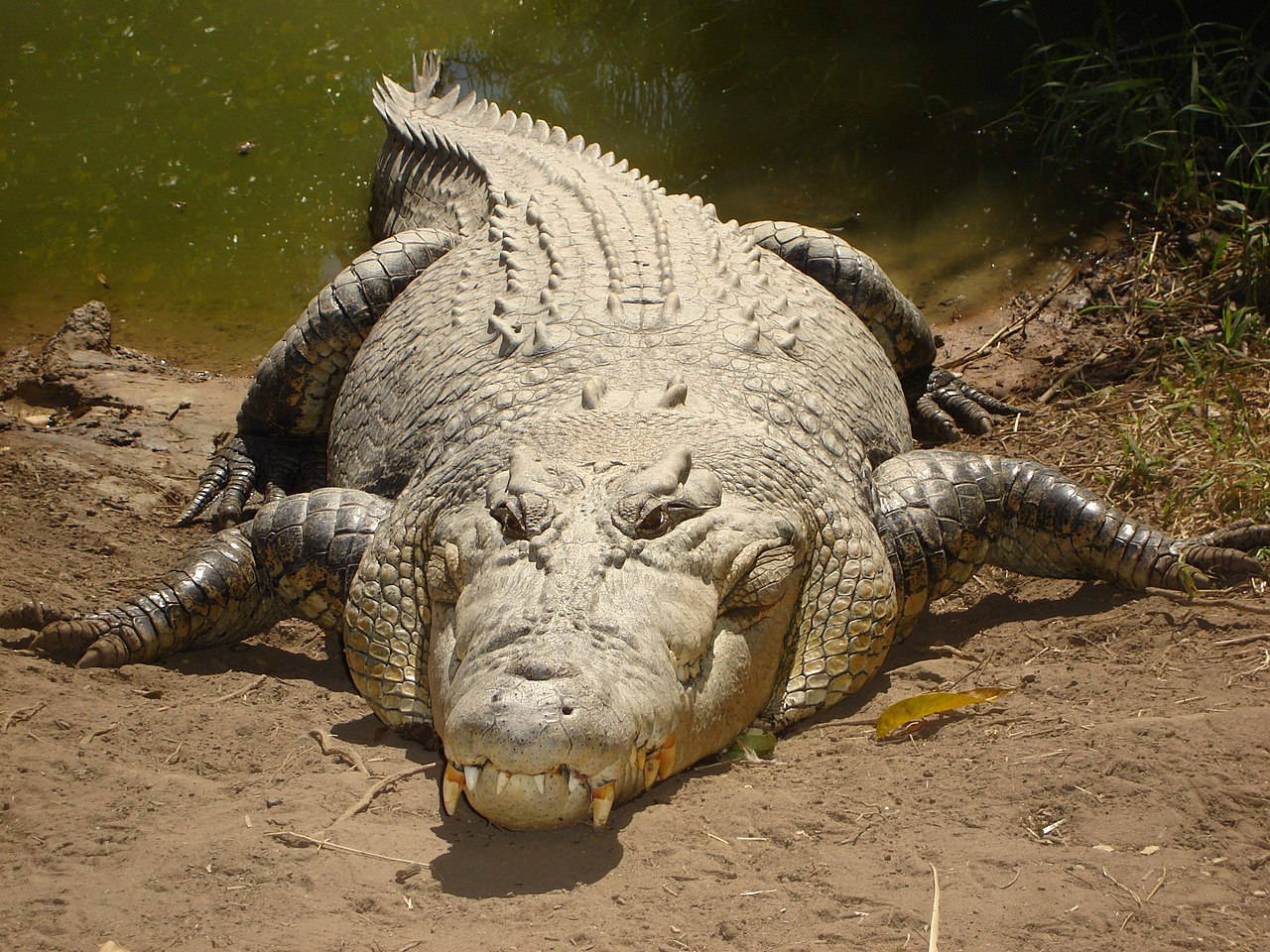 Caiman, muddy bank, murky green water, HD Desktop Wallpaper