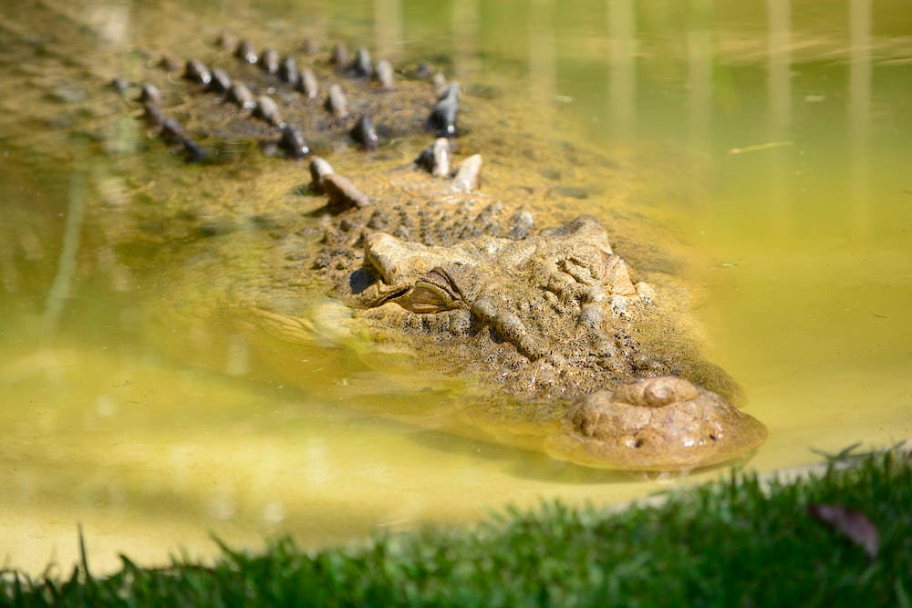 Caiman, murky green water, grass, SD Desktop Wallpaper