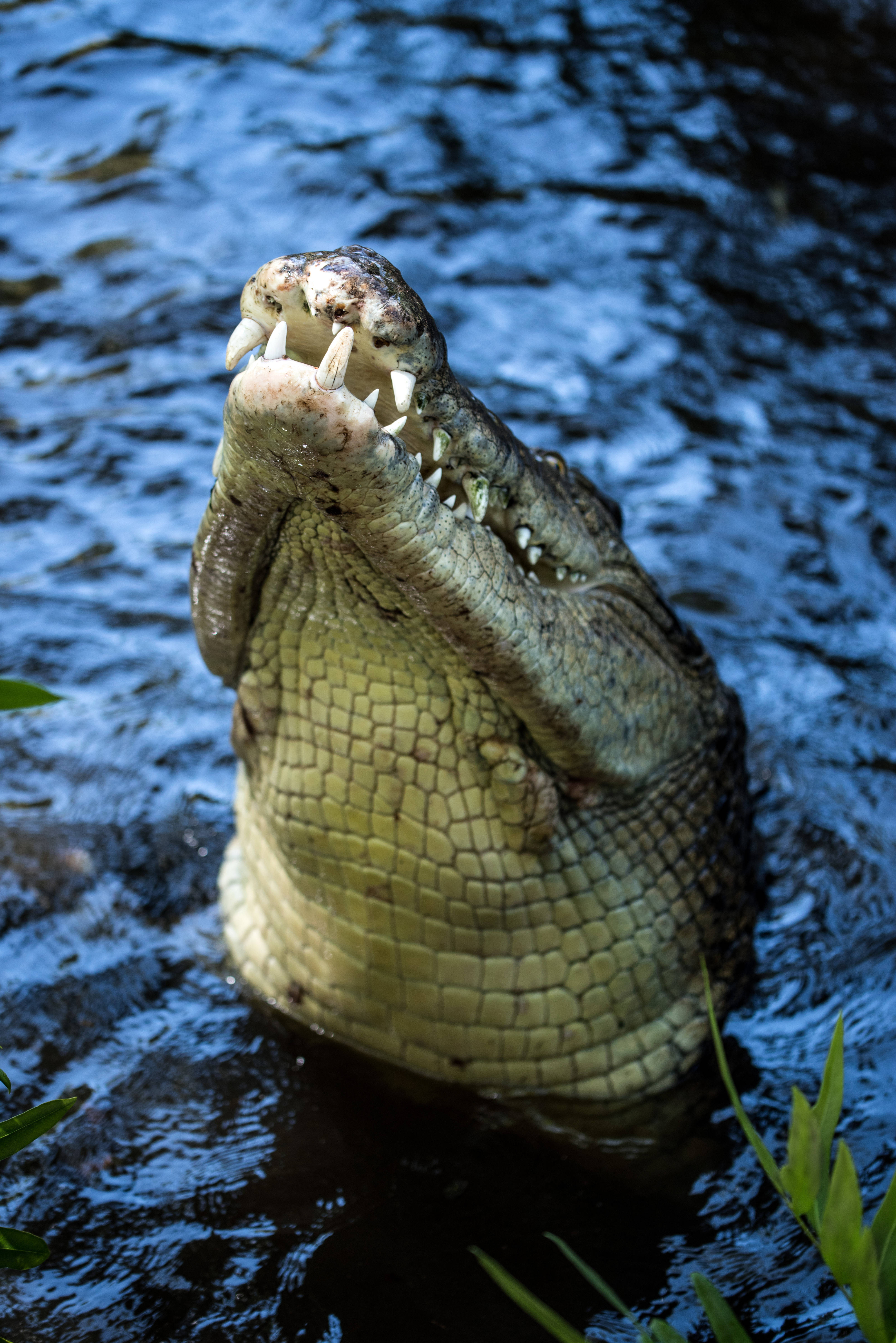 Caiman, snout, dark blue water, 5K Phone Wallpaper