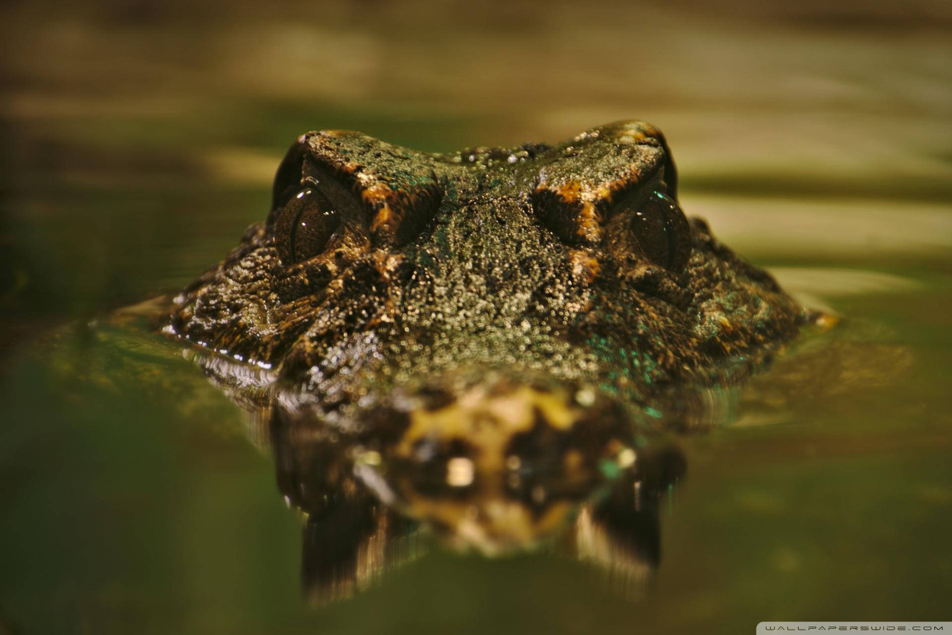 Caiman, crocodile, murky green water, Full HD Desktop Wallpaper