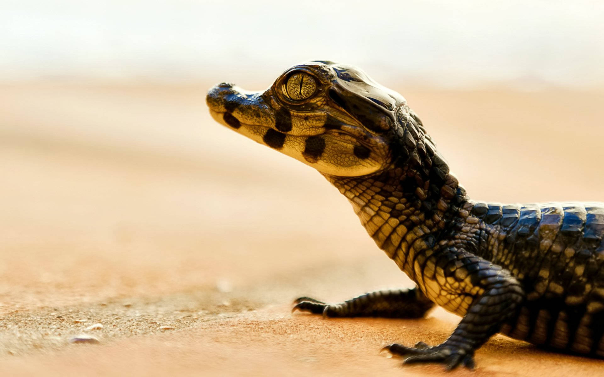 Caiman, desert, warm sandy ground, Full HD Desktop Wallpaper