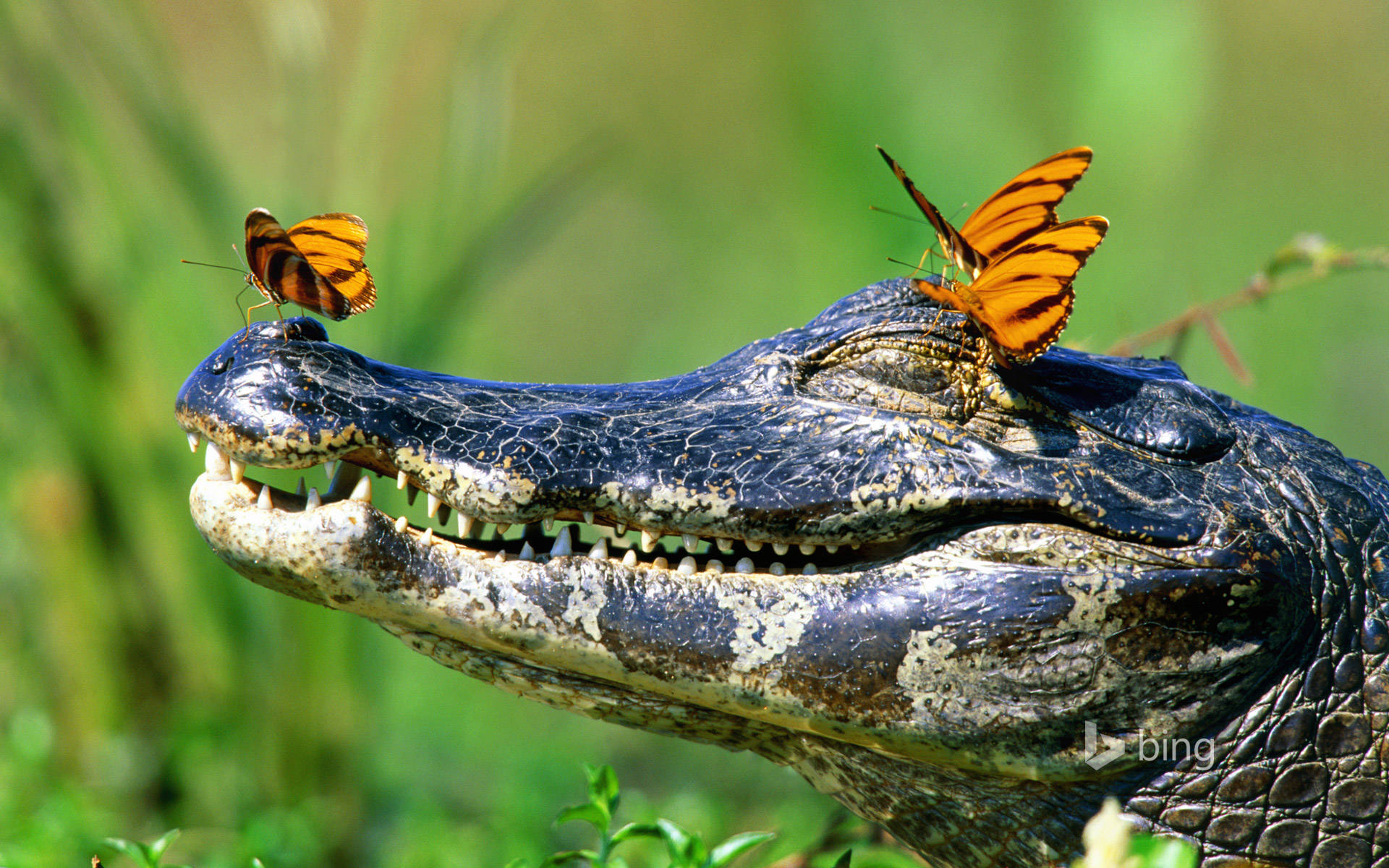 Caiman, butterflies, vibrant orange, Full HD Desktop Wallpaper